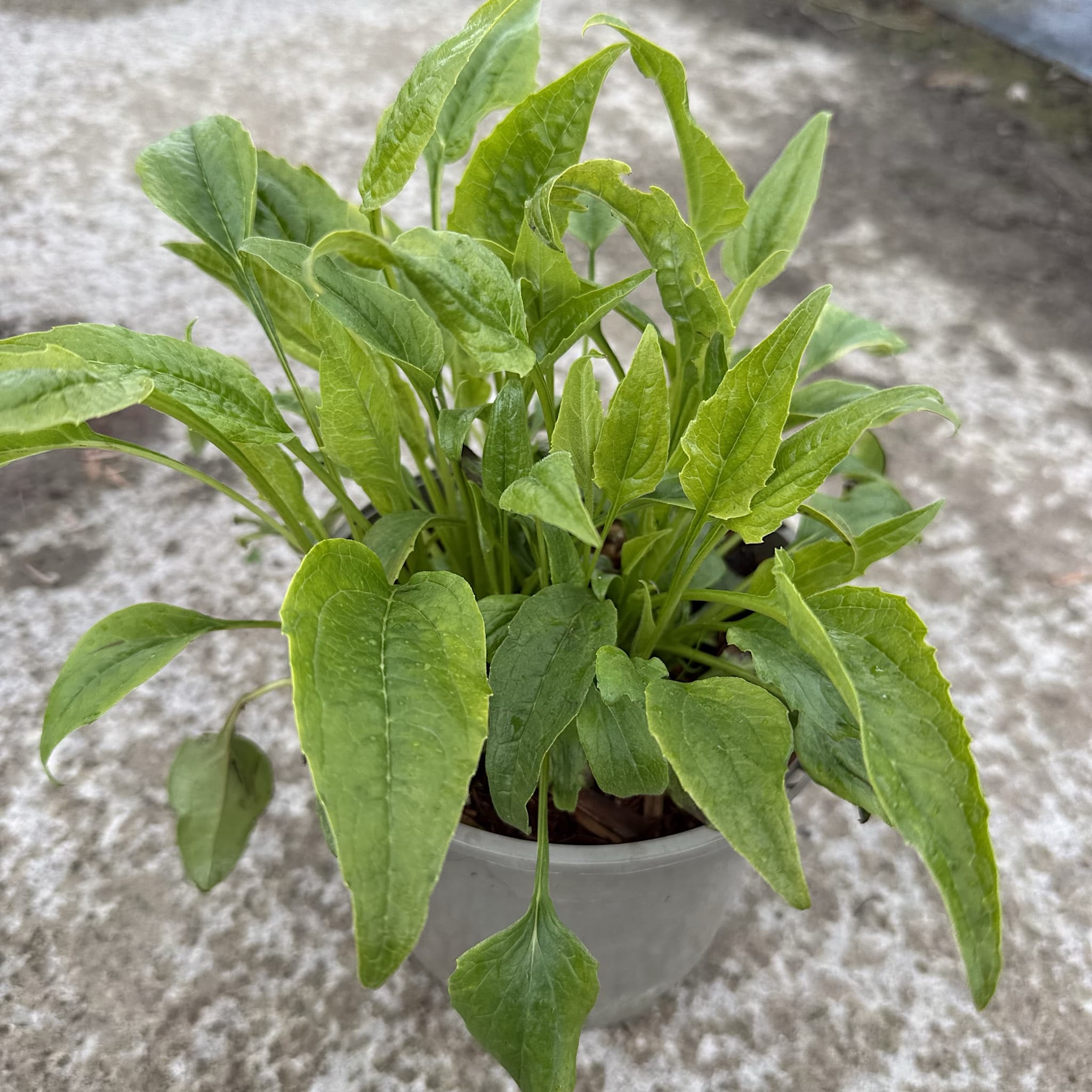 Echinacea purp. 'White Swan'