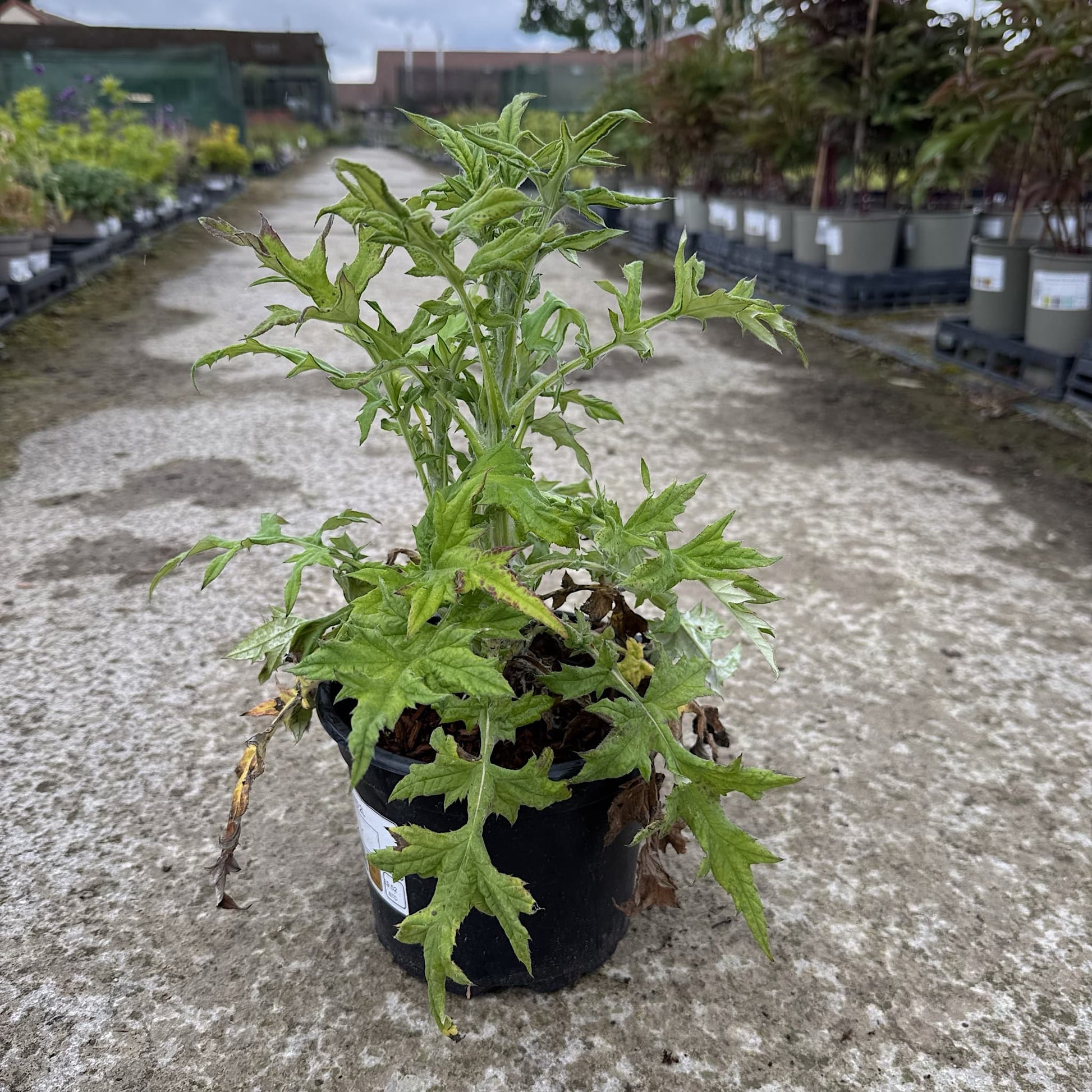 Echinops ritro
