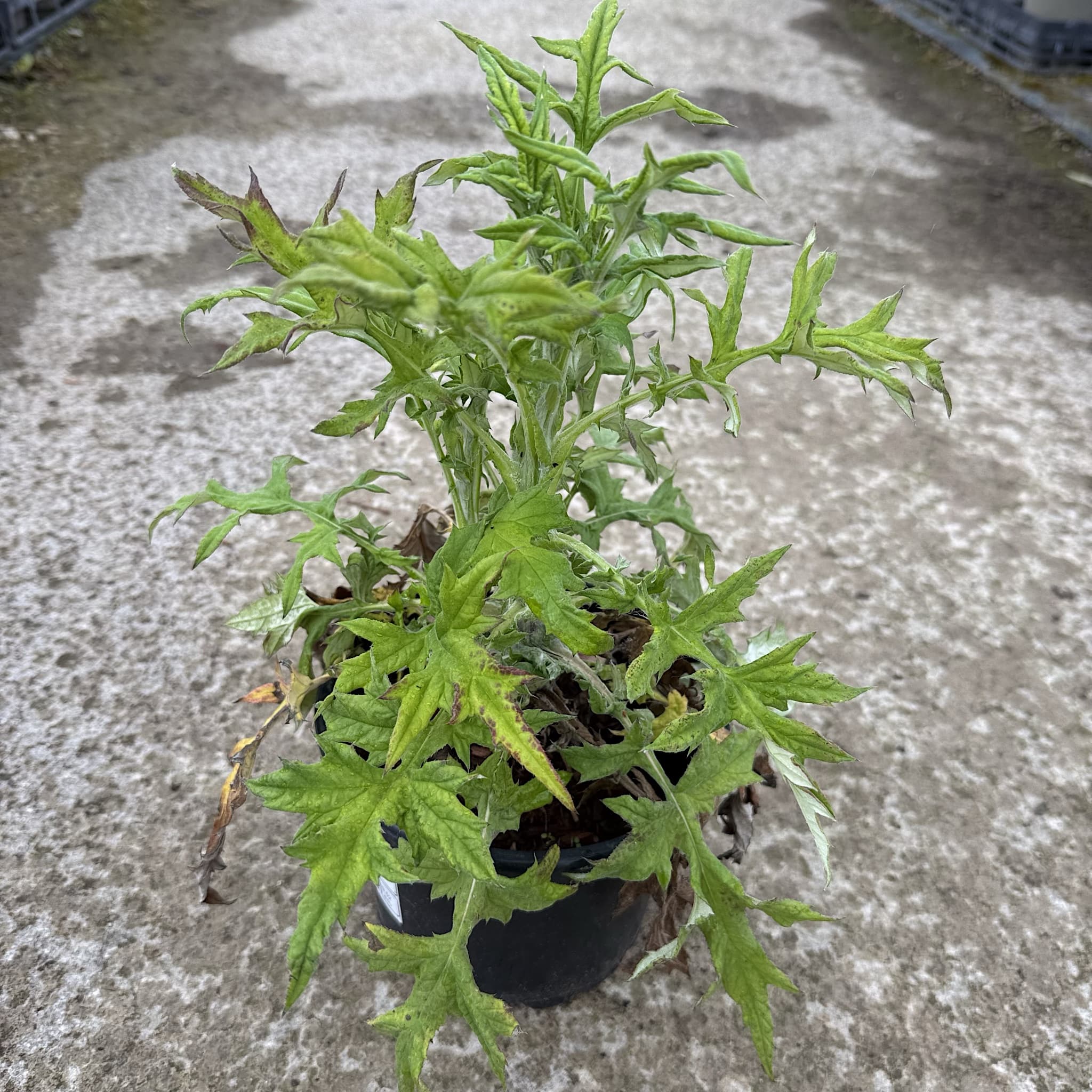 Echinops ritro