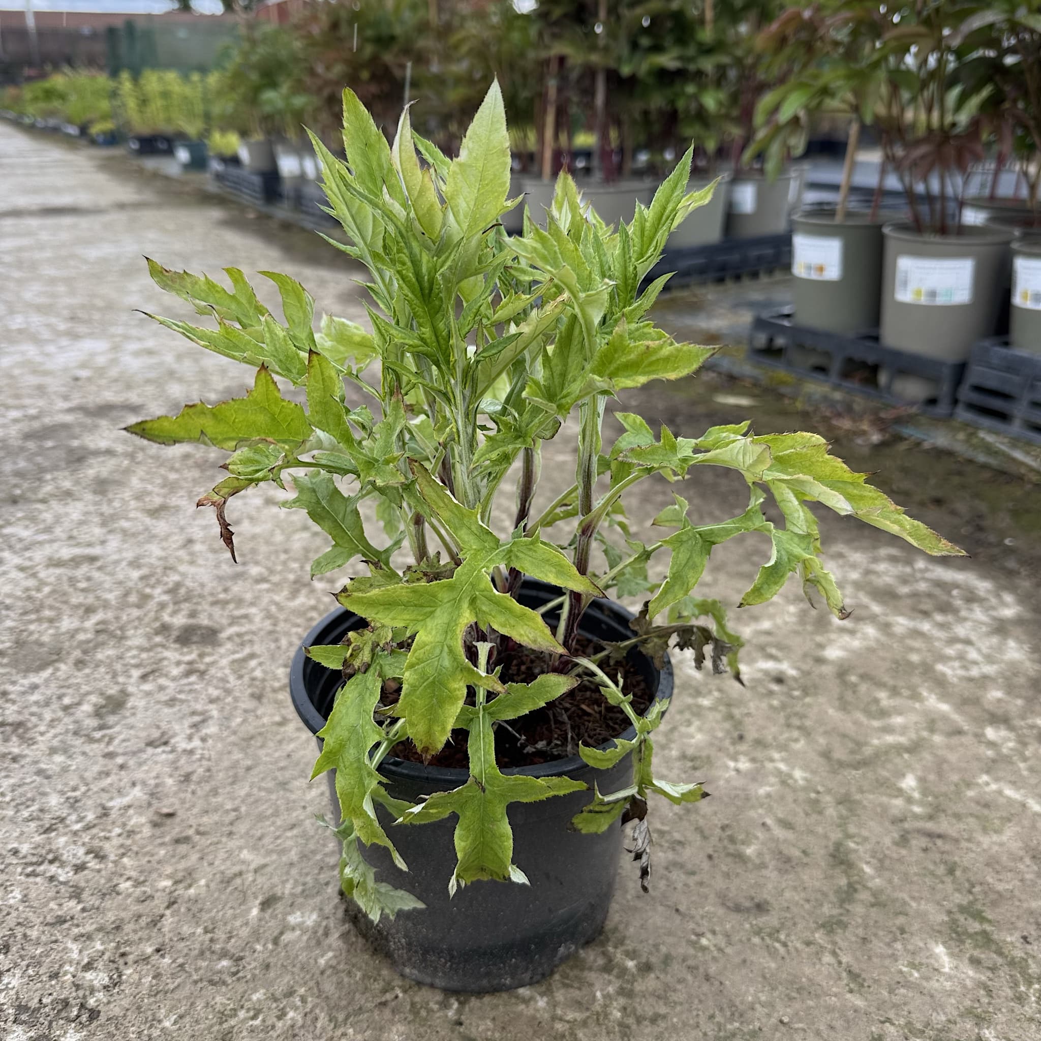 Echinops ritro 'Veitch's Blue'