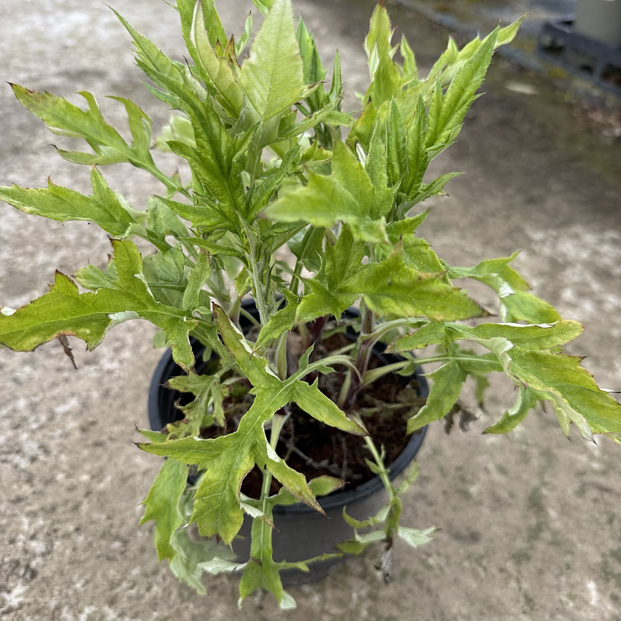 Echinops ritro 'Veitch's Blue'