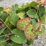 Epimedium 'Orange Konigin'