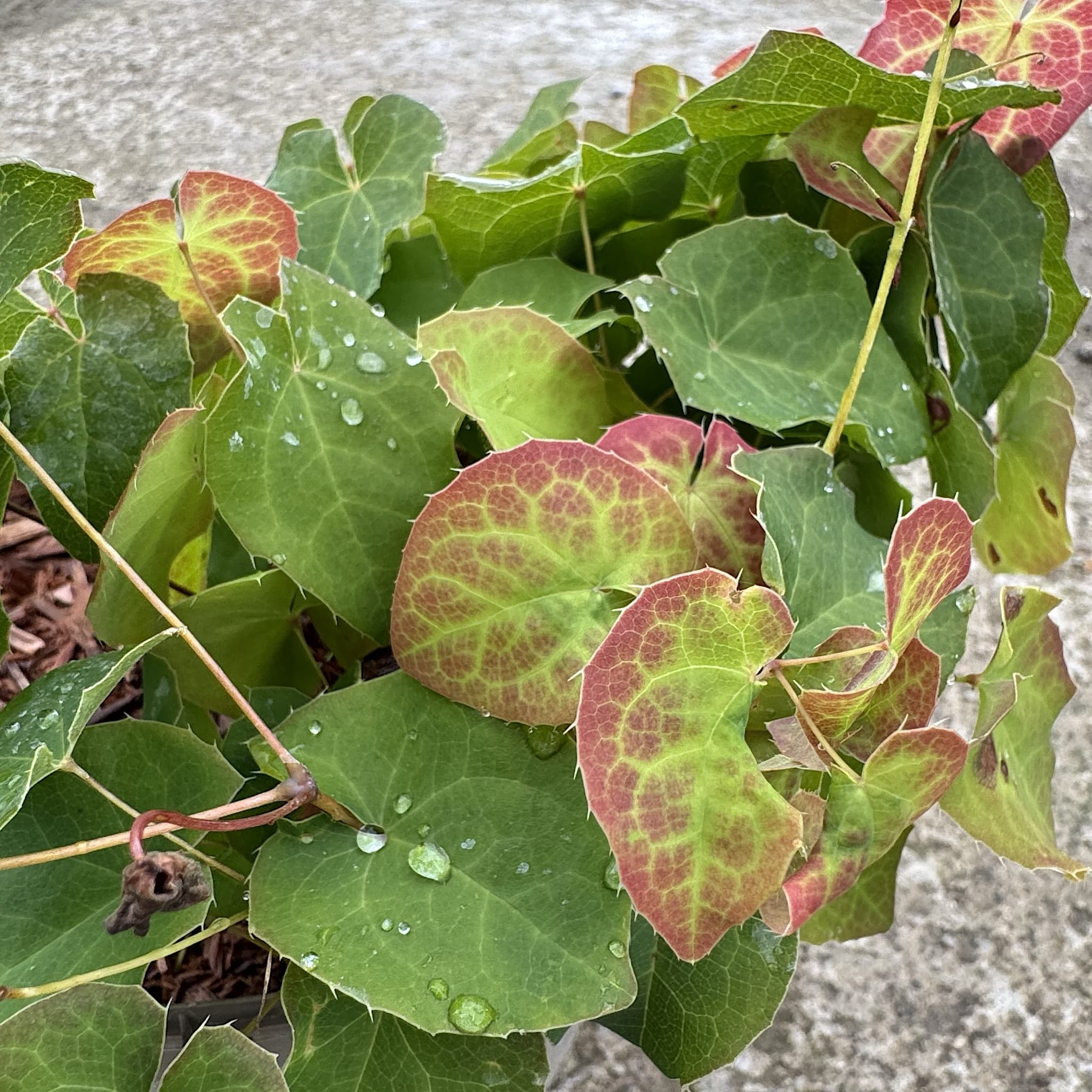 Epimedium 'Orange Konigin'