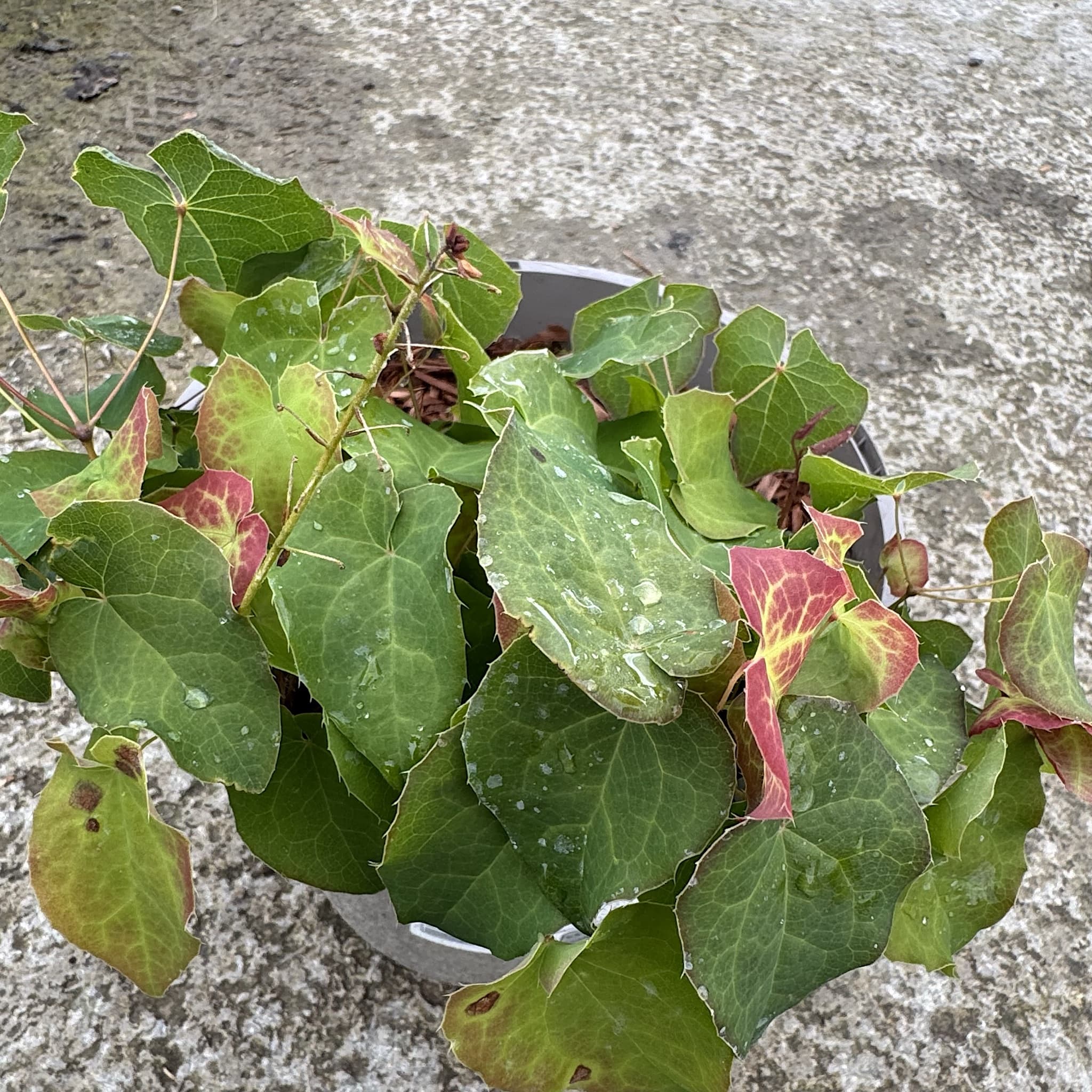 Epimedium 'Orange Konigin'