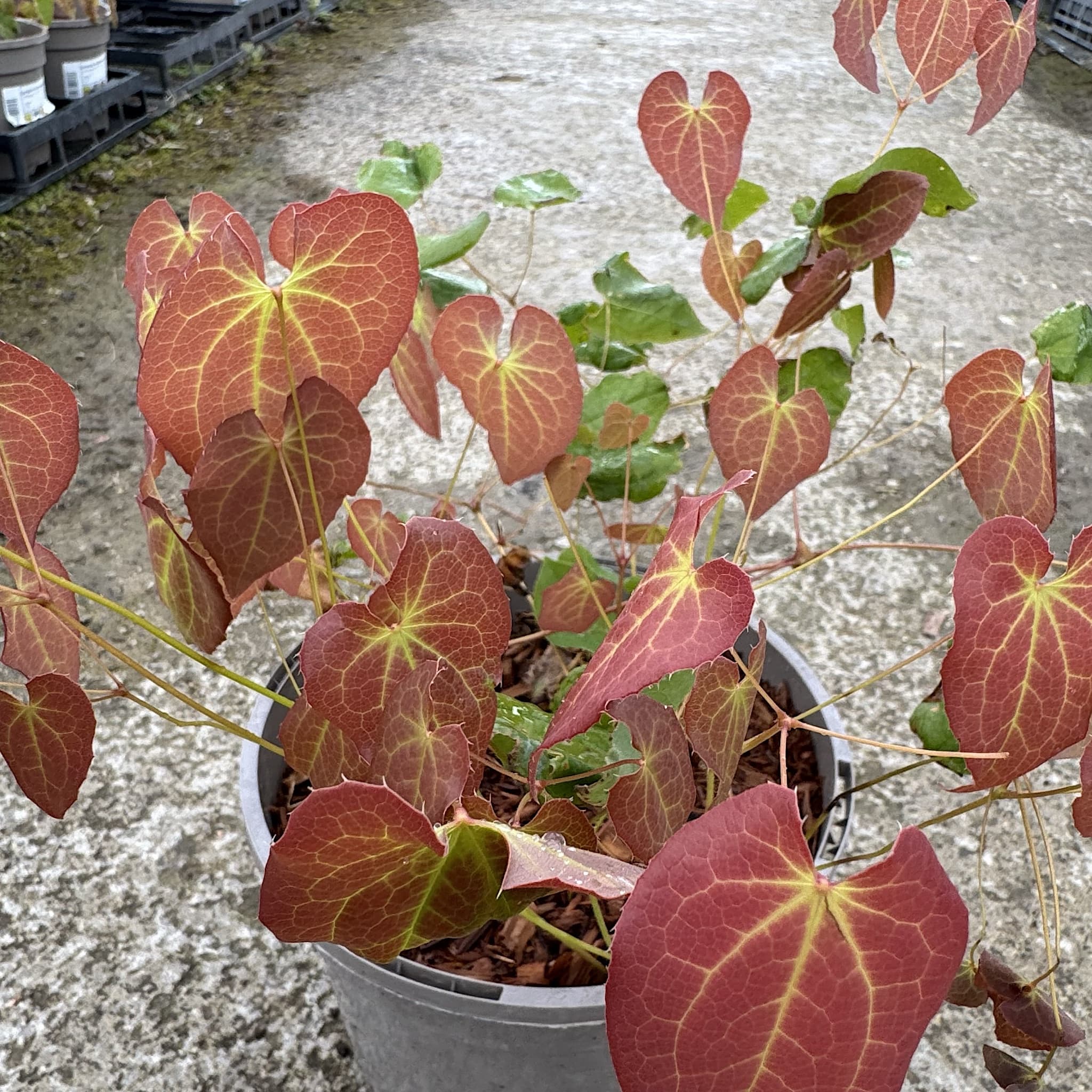 Epimedium perra. 'Frohnleiten'