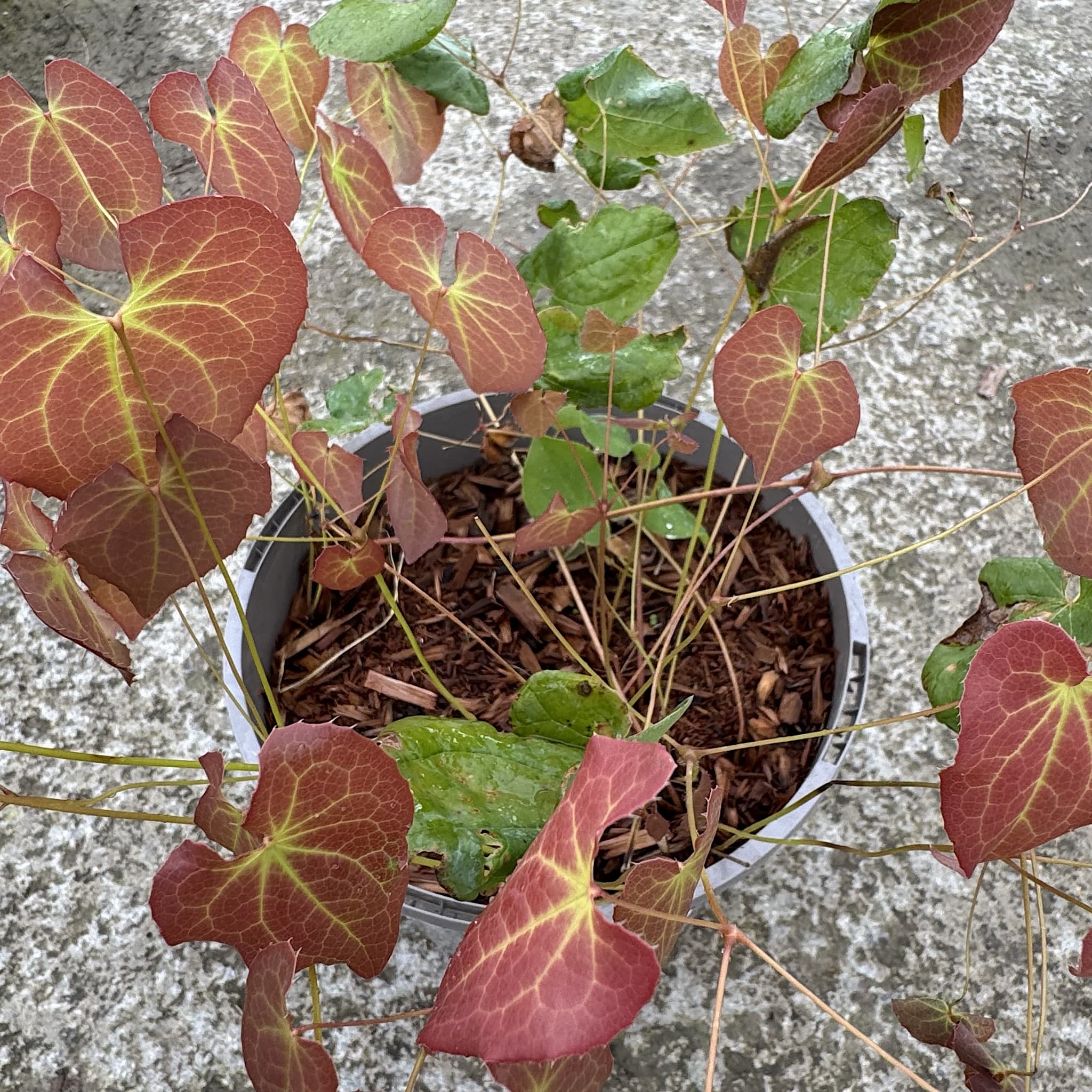 Epimedium perra. 'Frohnleiten'
