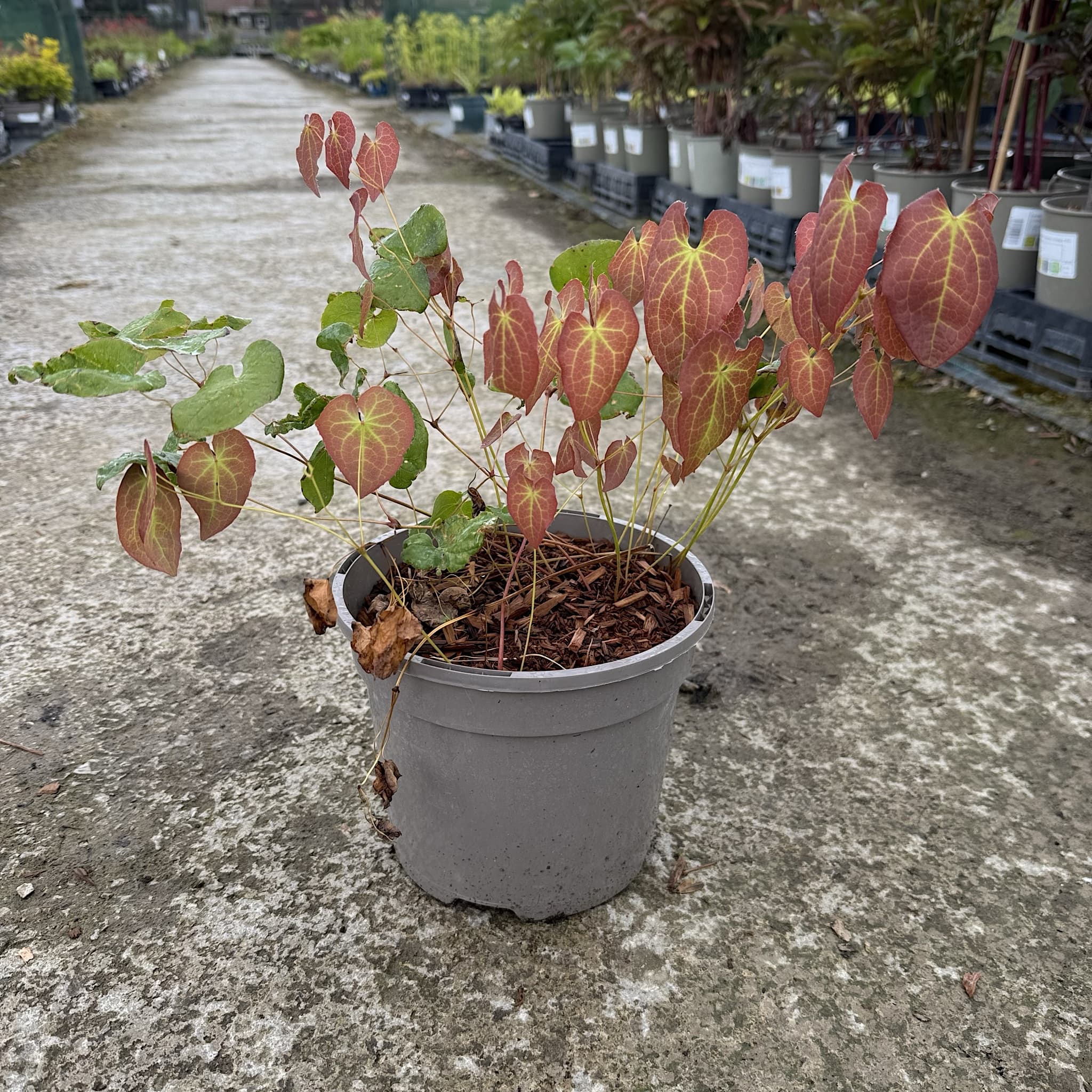 Epimedium perra. 'Frohnleiten'