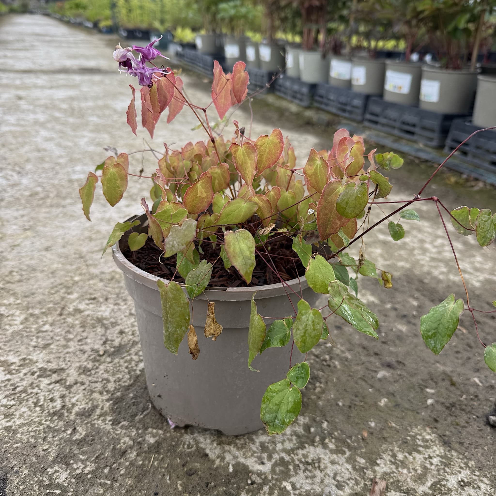 Epimedium × youngianum 'Merlin'