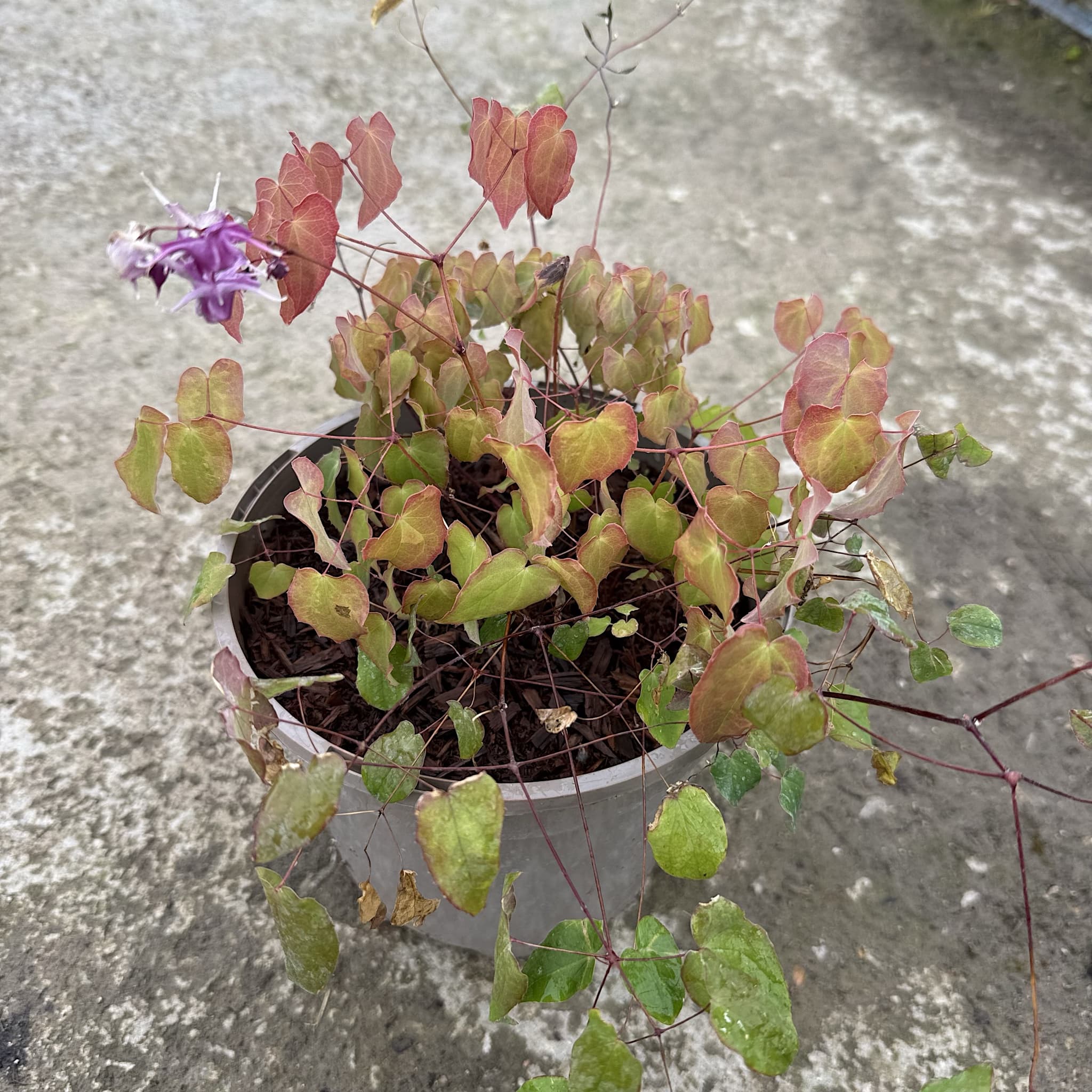 Epimedium × youngianum 'Merlin'