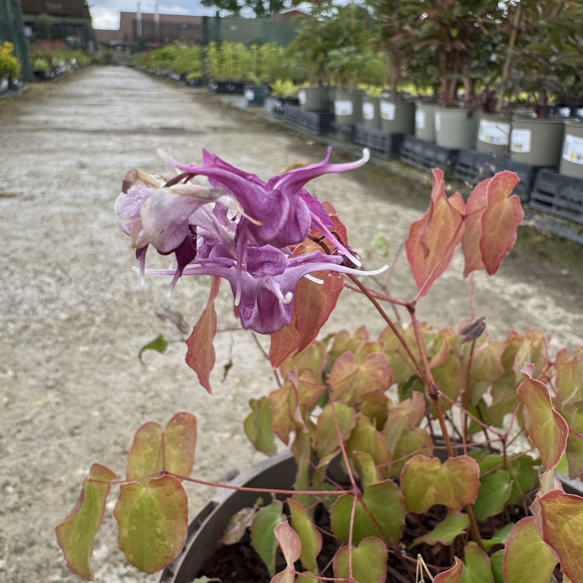 Epimedium × youngianum 'Merlin'