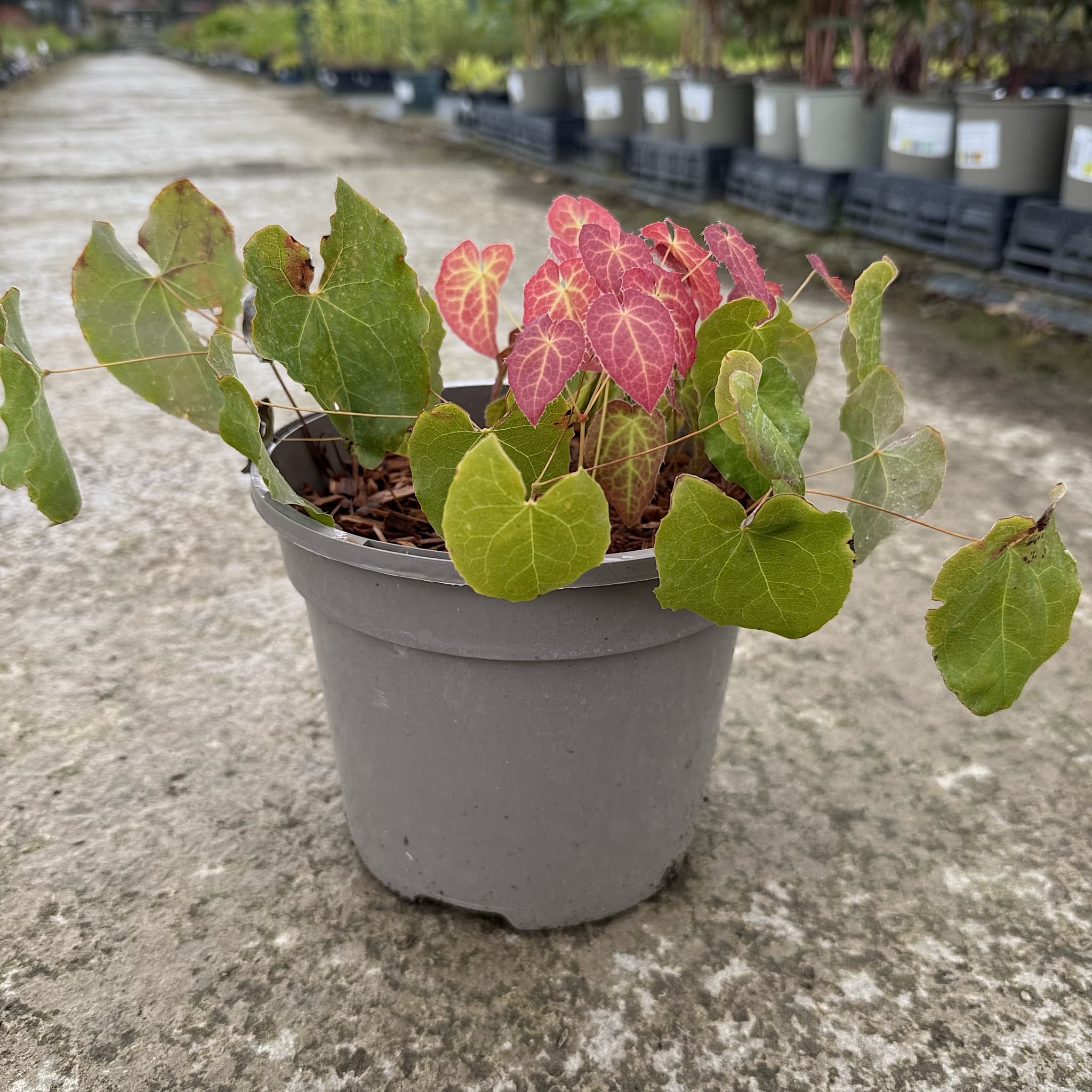 Epimedium × youngianum 'Niveum'