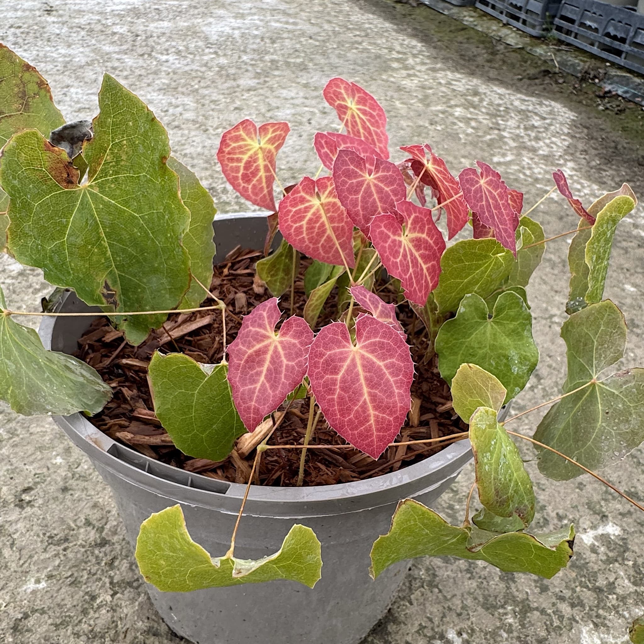 Epimedium × youngianum 'Niveum'