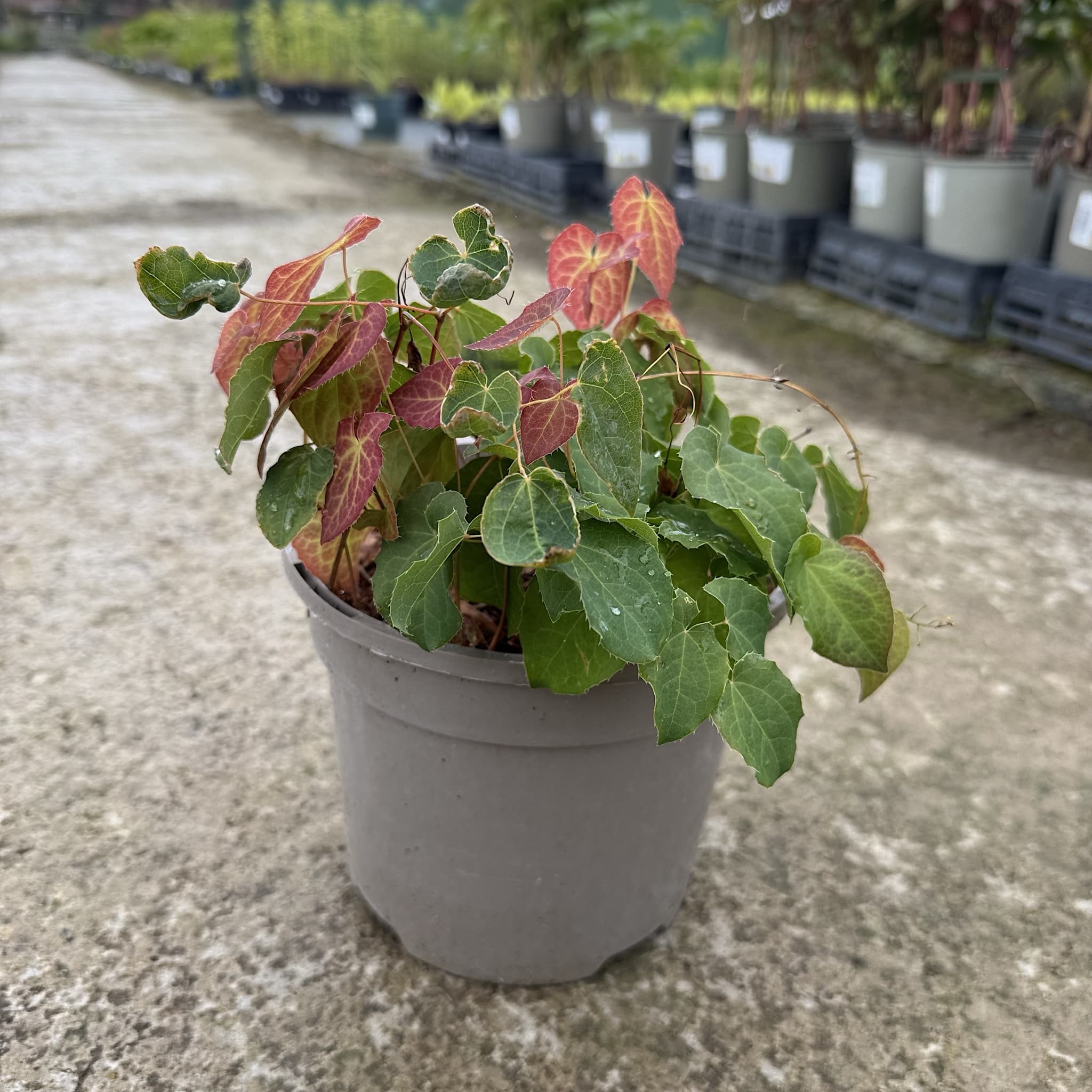 Epimedium 'Orange Konigin'