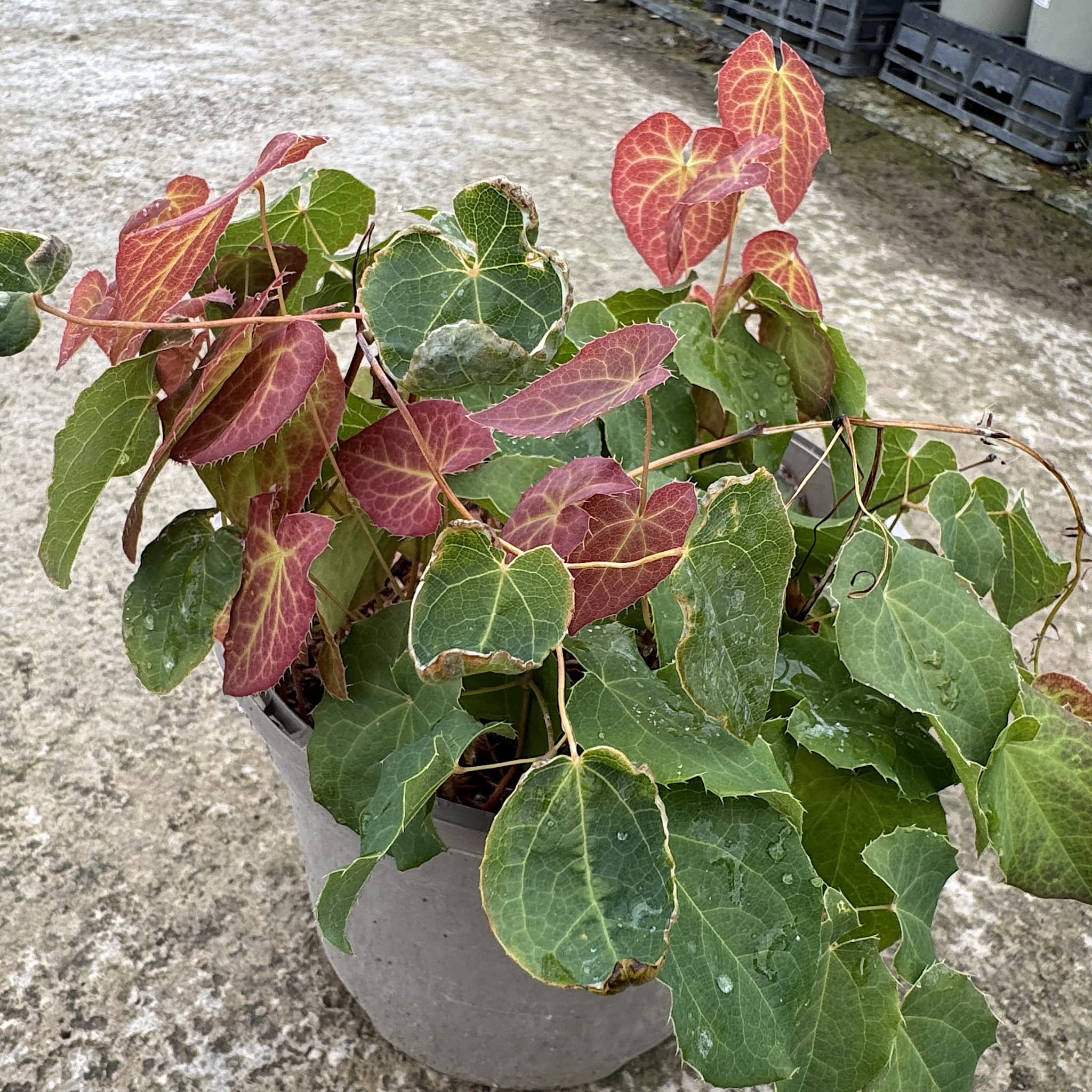 Epimedium 'Orange Konigin'