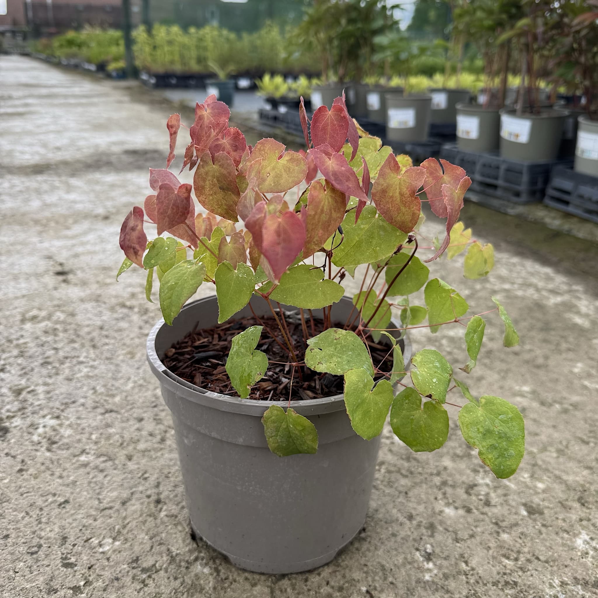 Epimedium 'Red Beauty'
