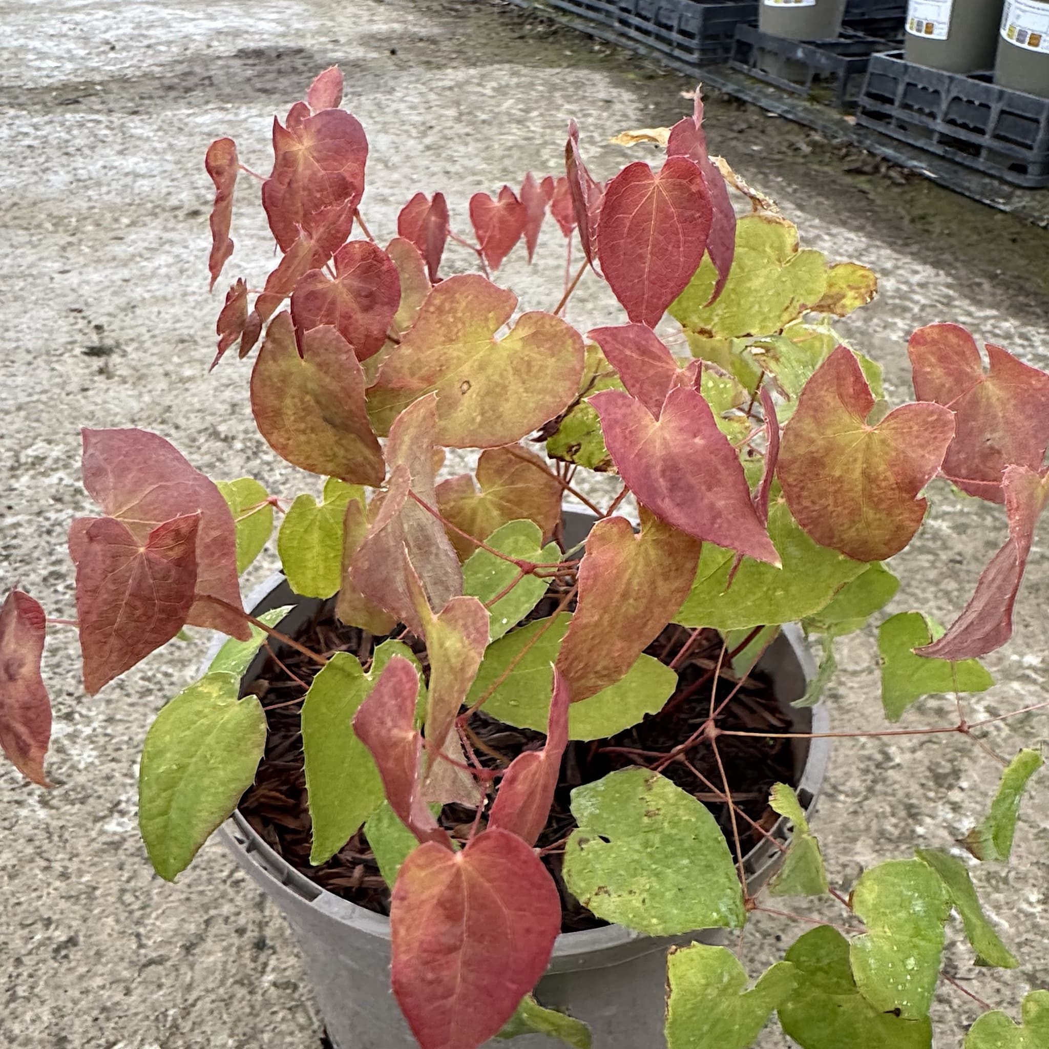 Epimedium 'Red Beauty'