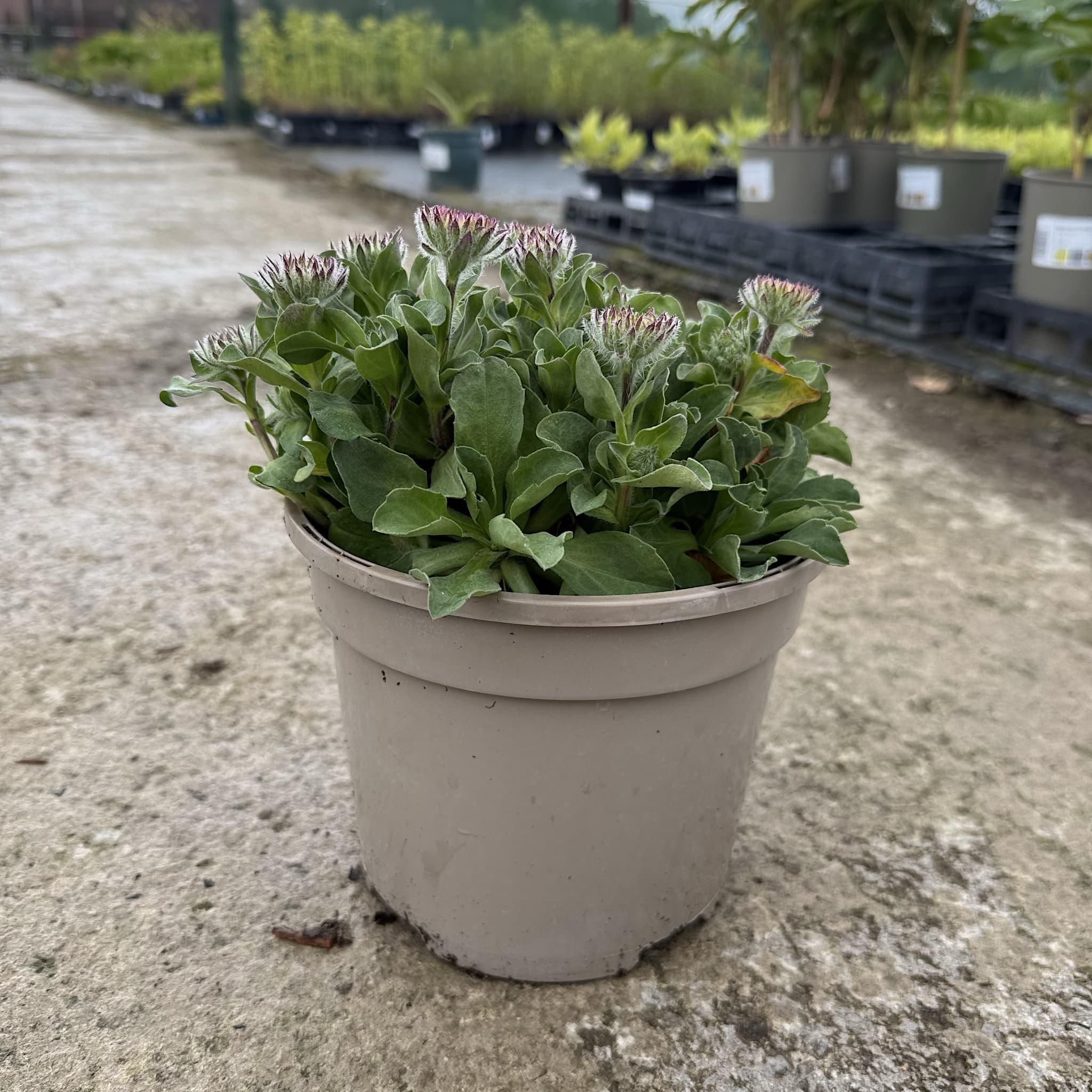 Erigeron glaucus 'Sea Breeze Mauve'