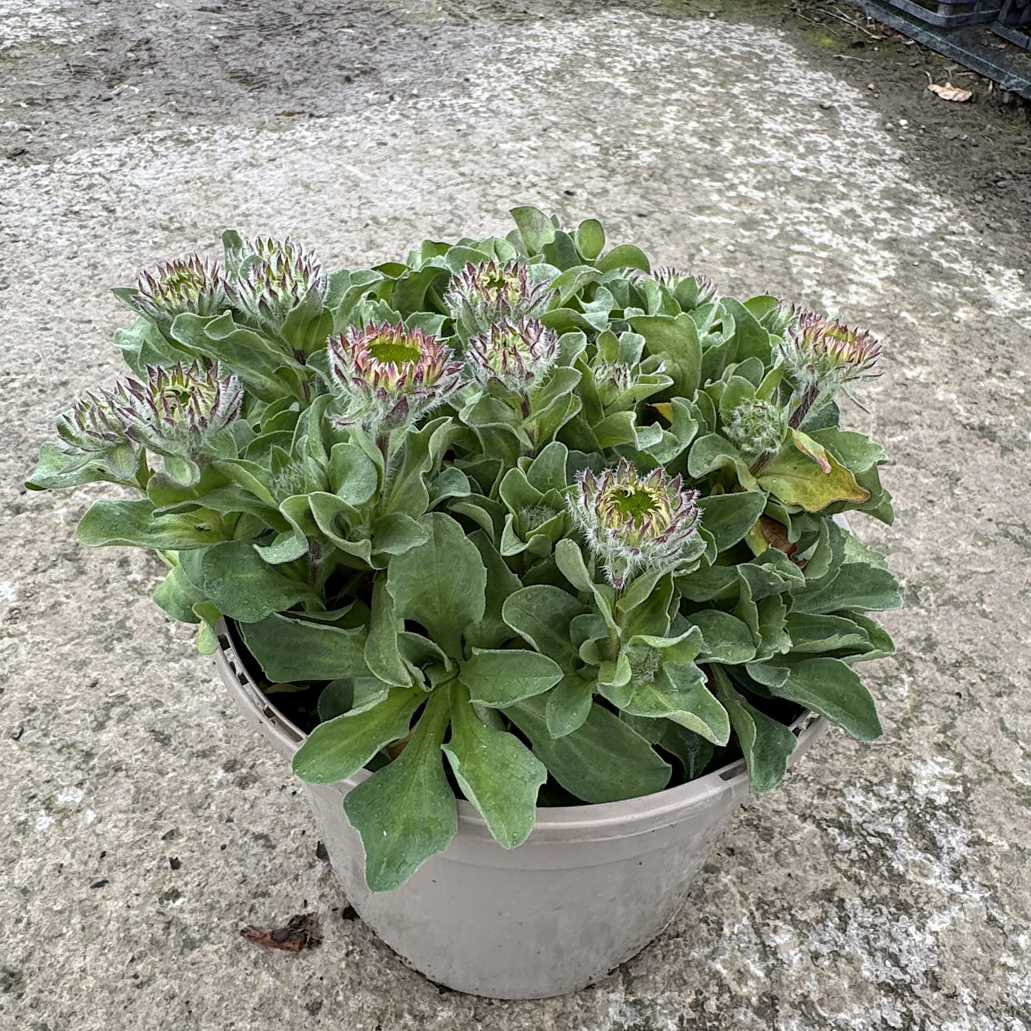 Erigeron glaucus 'Sea Breeze Mauve'