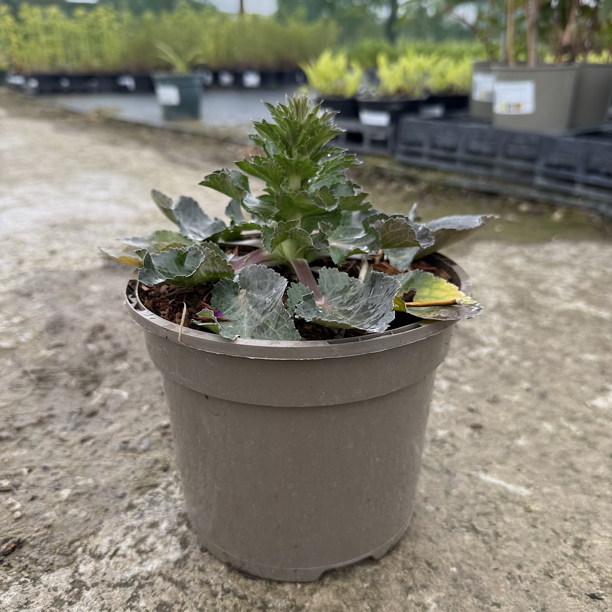 Eryngium 'Blue Hobbit'