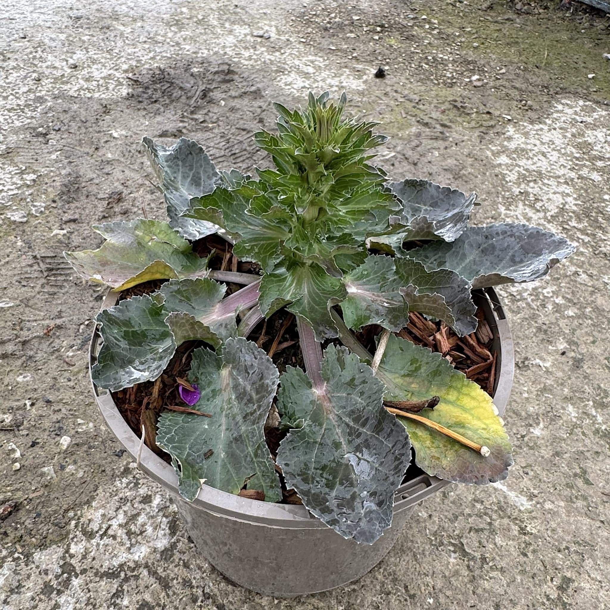 Eryngium 'Blue Hobbit'