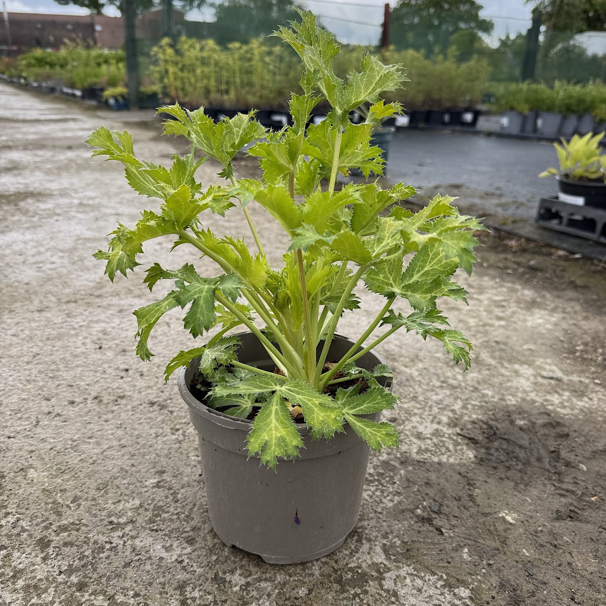Eryngium 'Neptunes Gold’