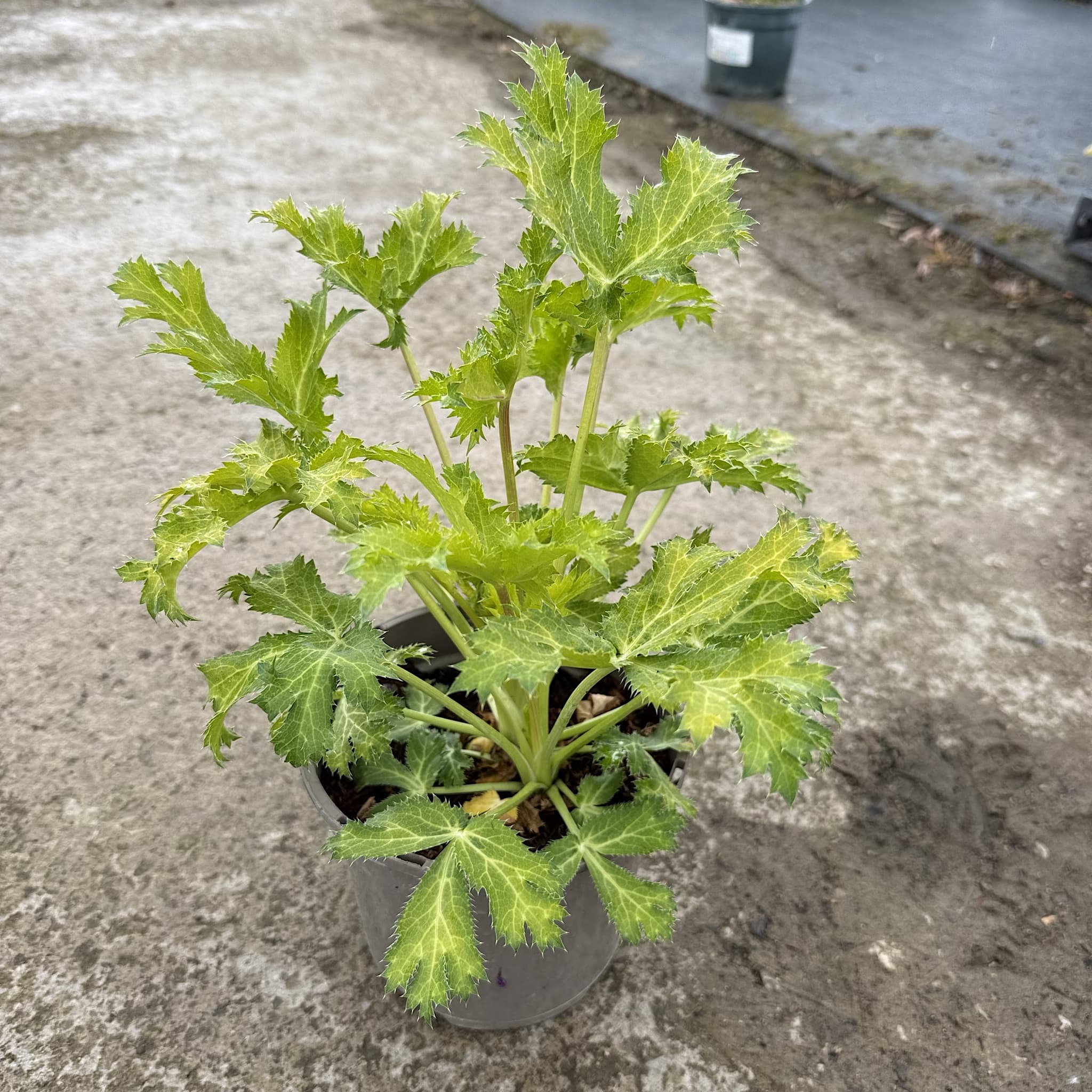 Eryngium 'Neptunes Gold’