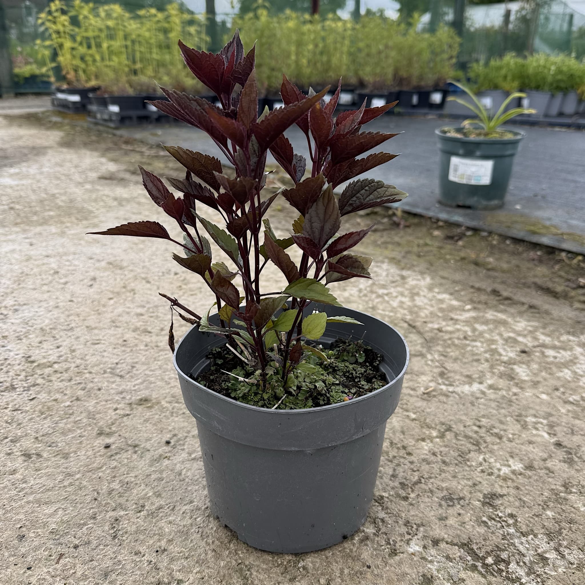 Eupatorium alt. 'Chocolate’