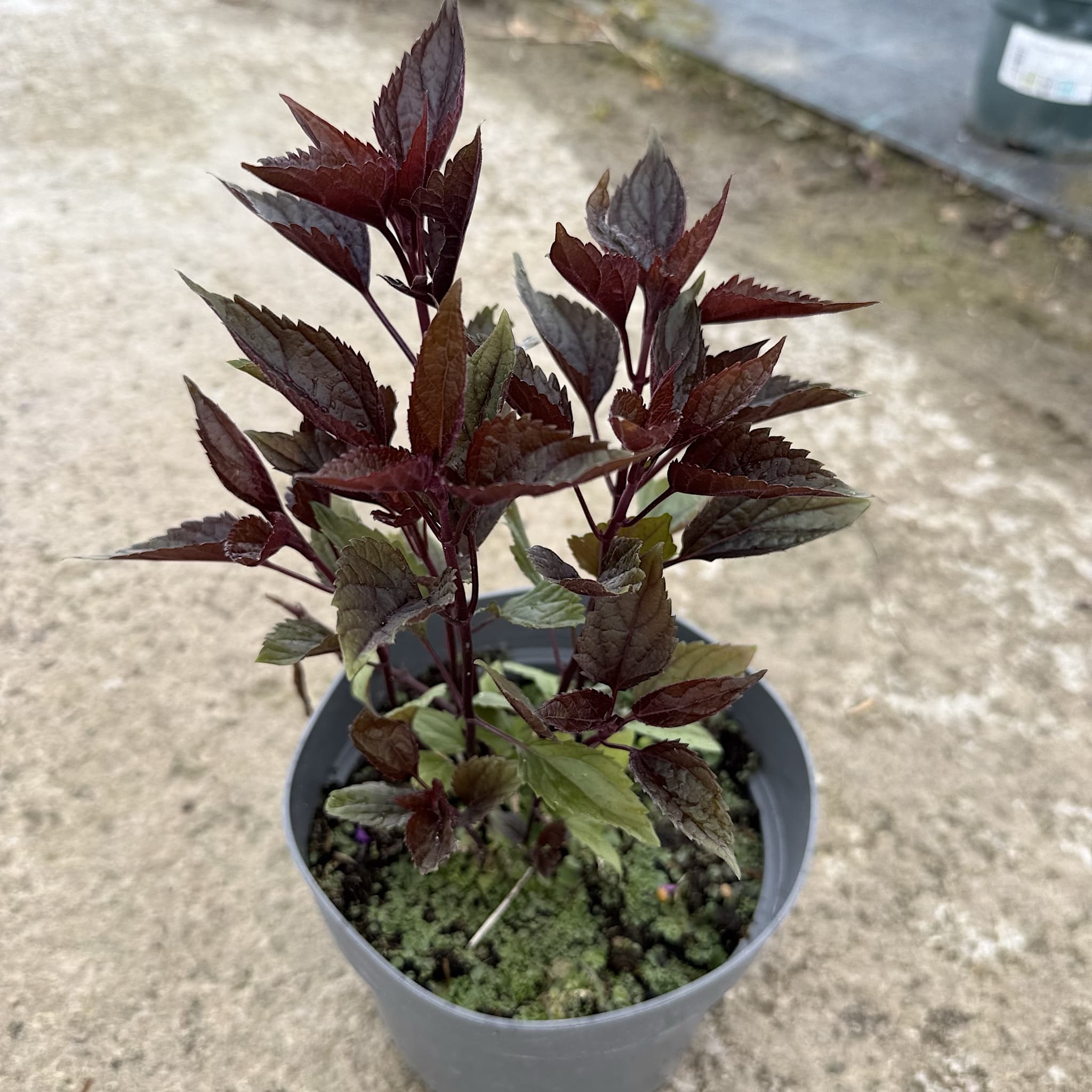 Eupatorium alt. 'Chocolate’