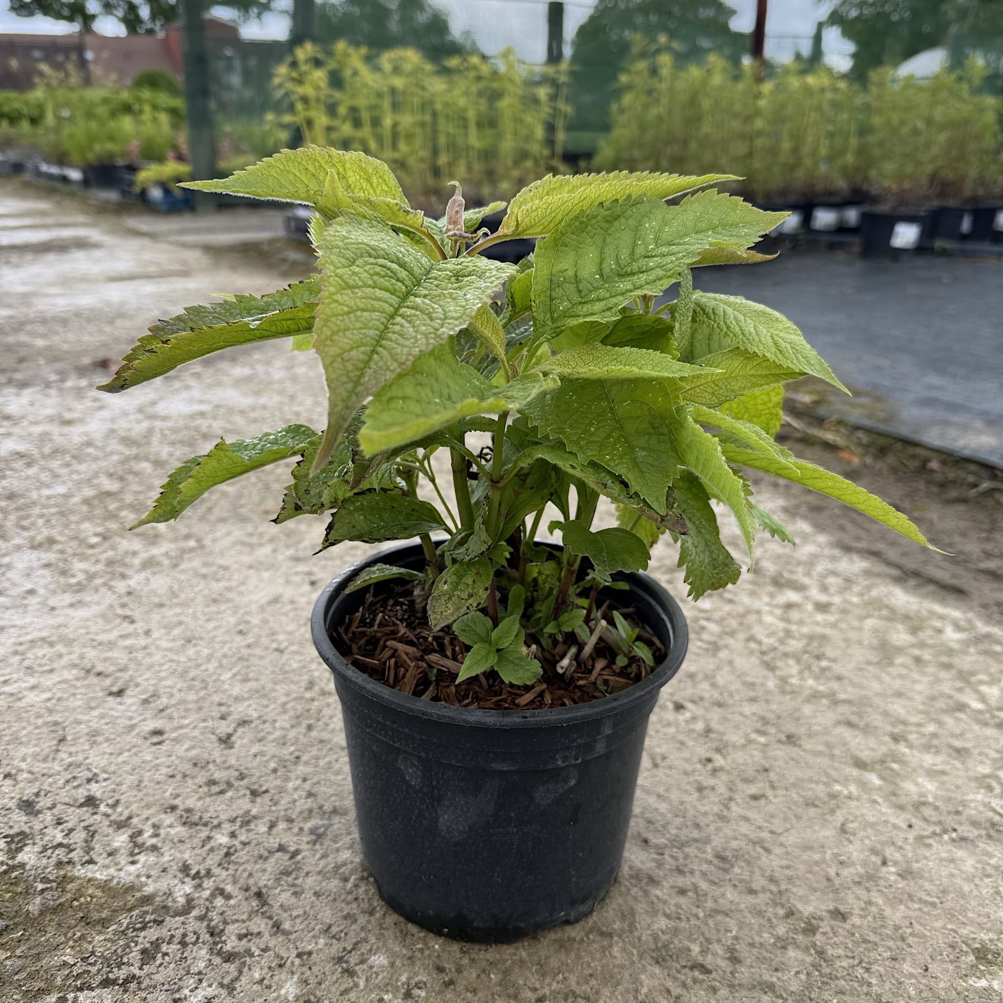 Eupatorium purpureum