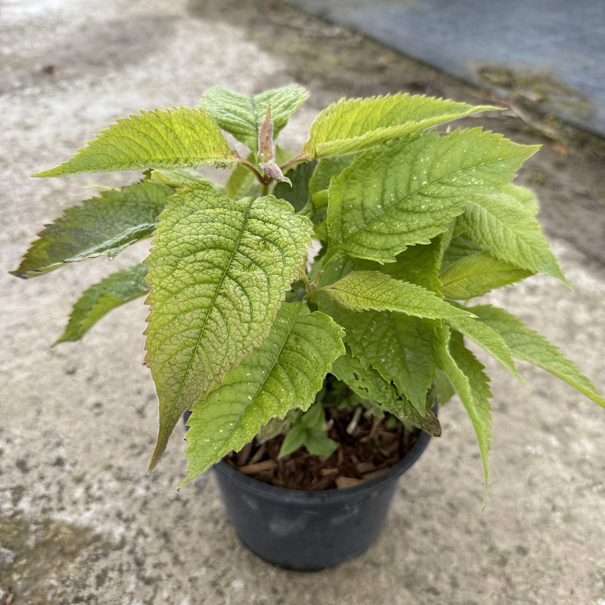 Eupatorium purpureum