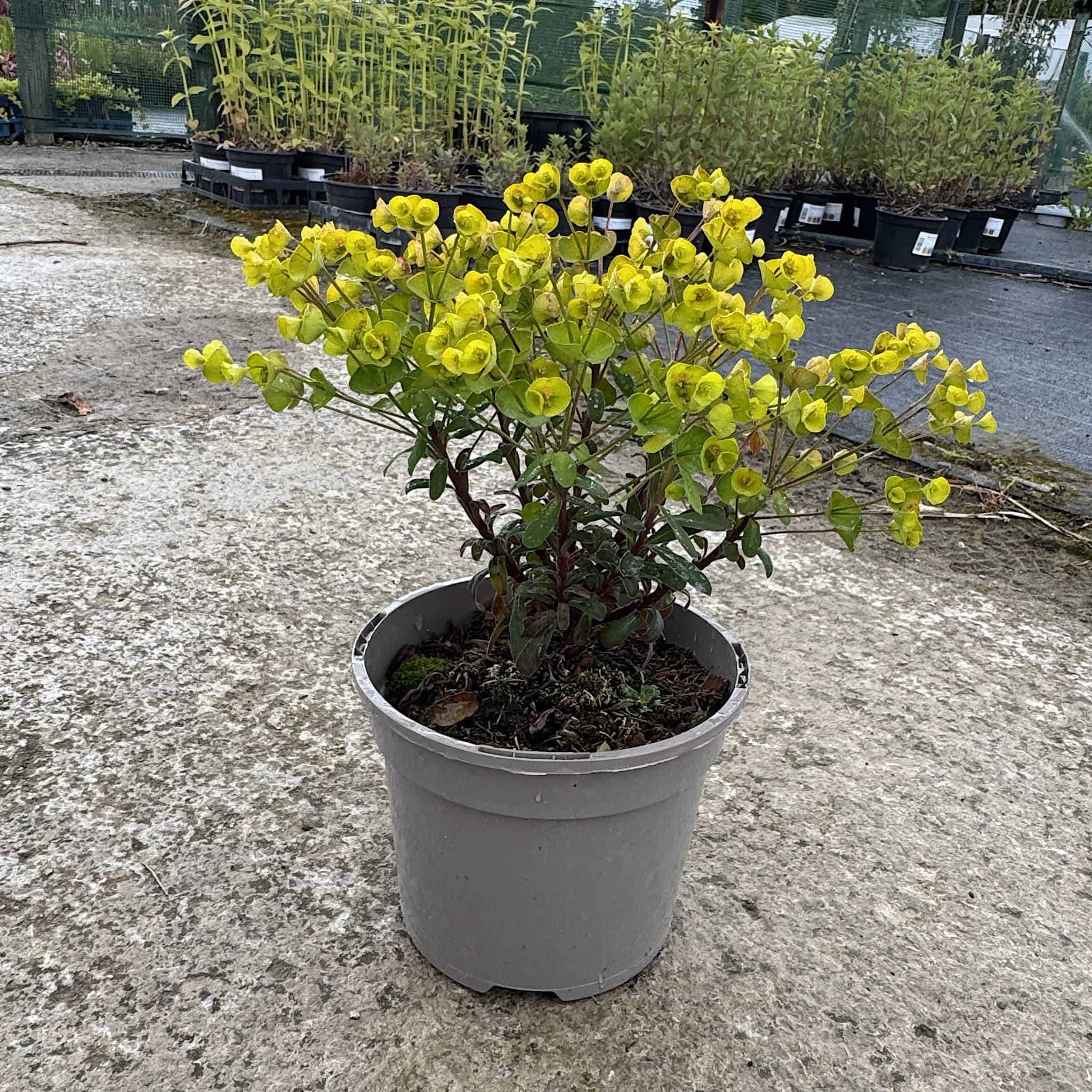 Euphorbia 'Ascot Petite'