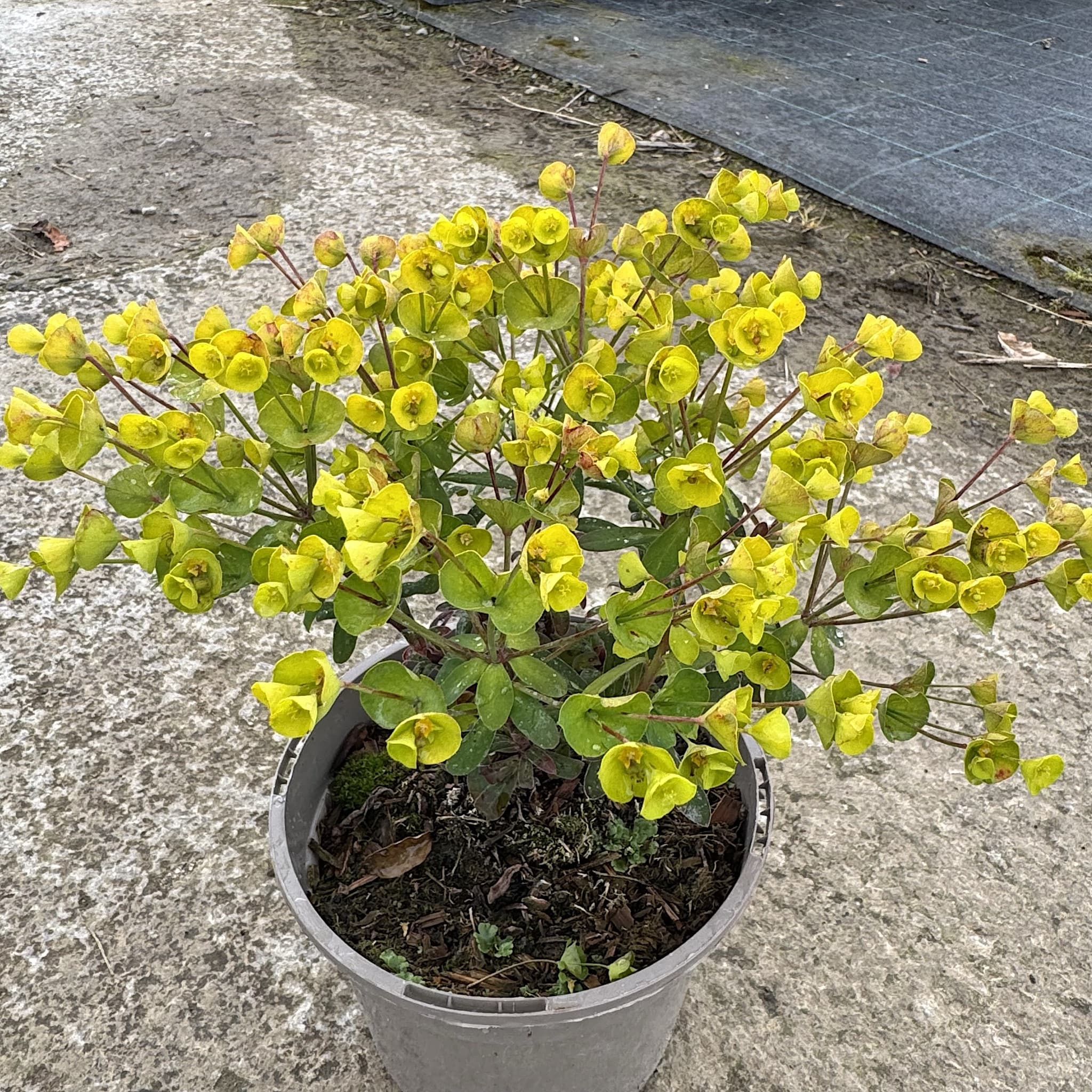 Euphorbia 'Ascot Petite'