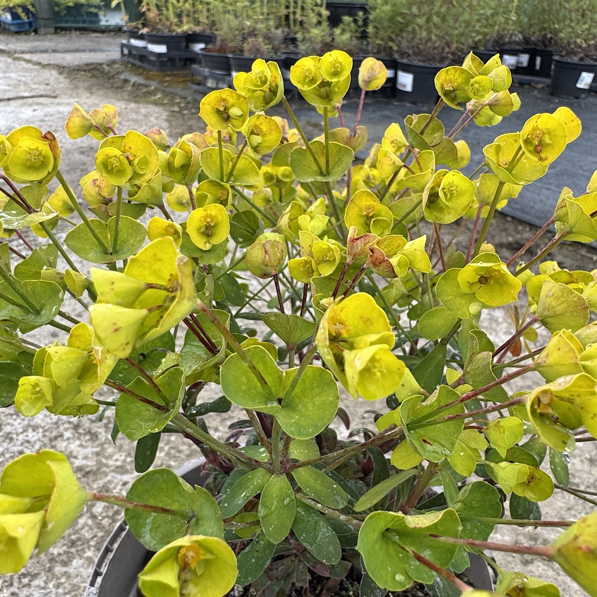 Euphorbia 'Ascot Petite'
