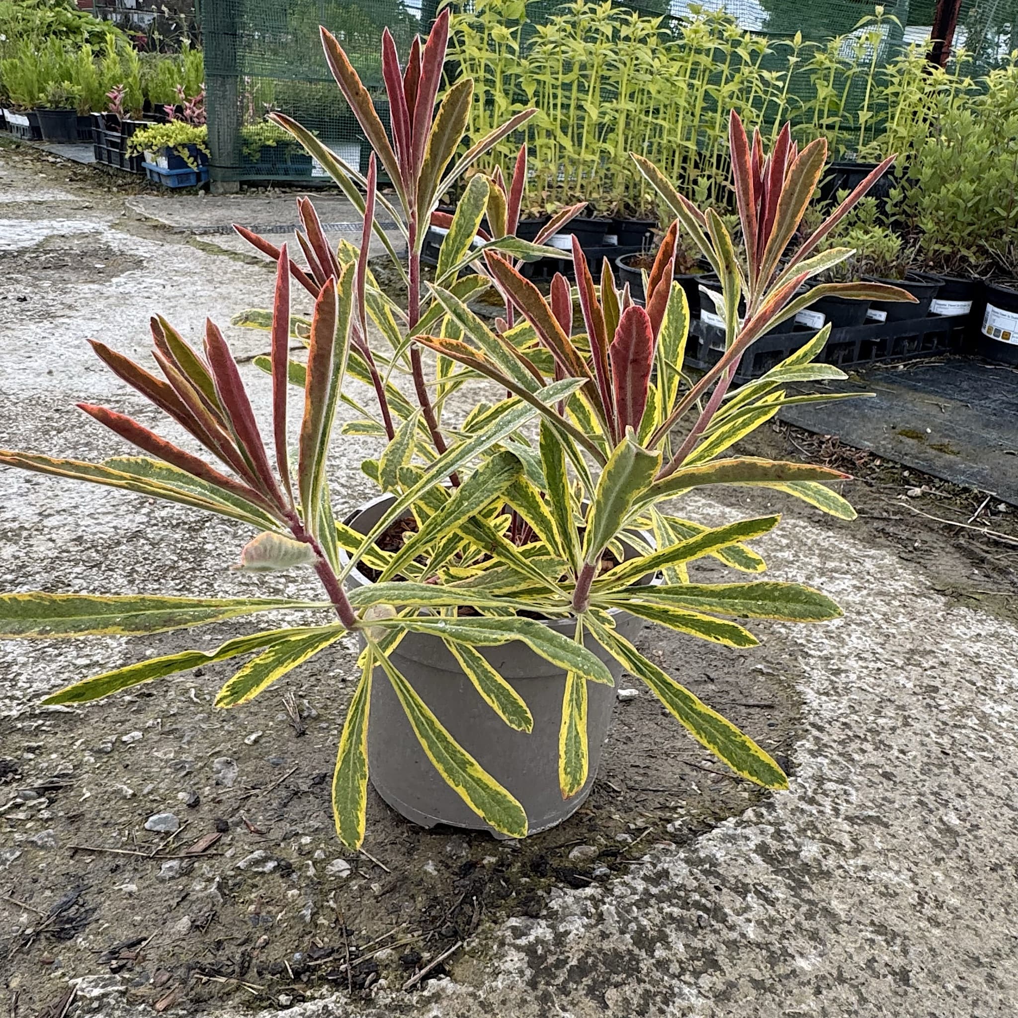Euphorbia 'Ascot Rainbow'