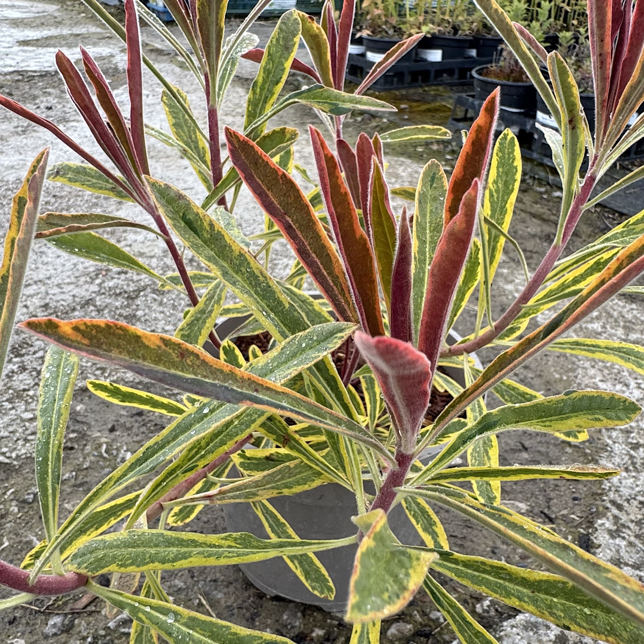 Euphorbia 'Ascot Rainbow'