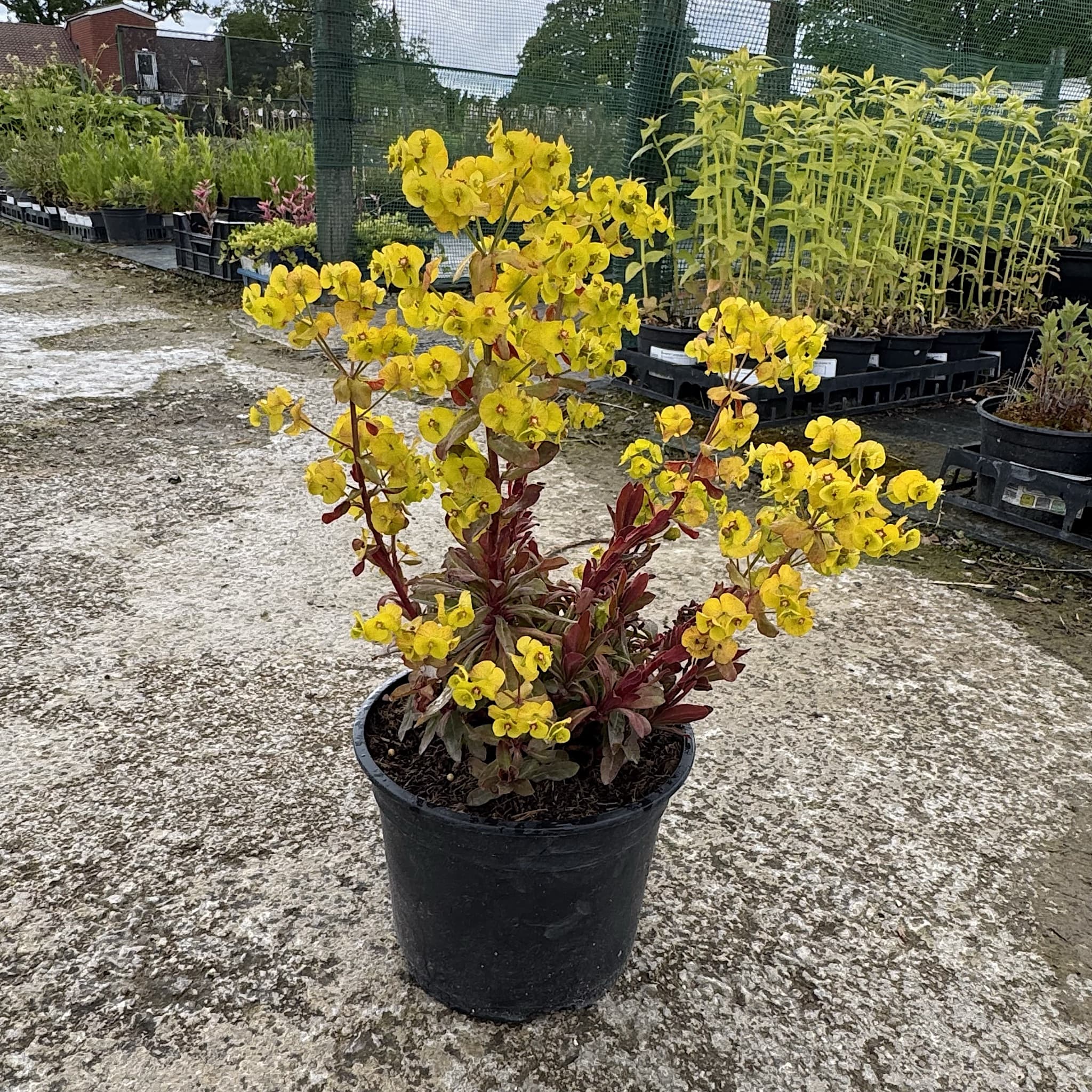 Euphorbia amygd. 'Purpurea'