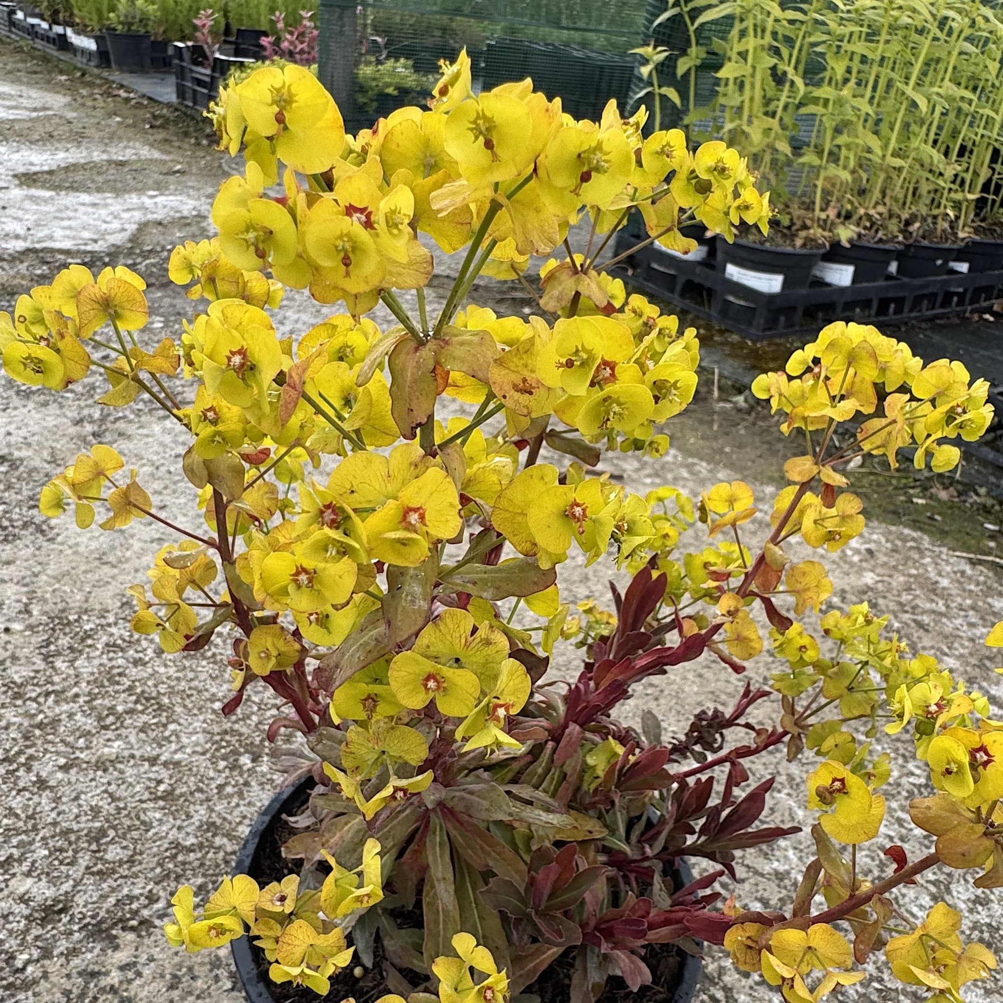 Euphorbia amygd. 'Purpurea'