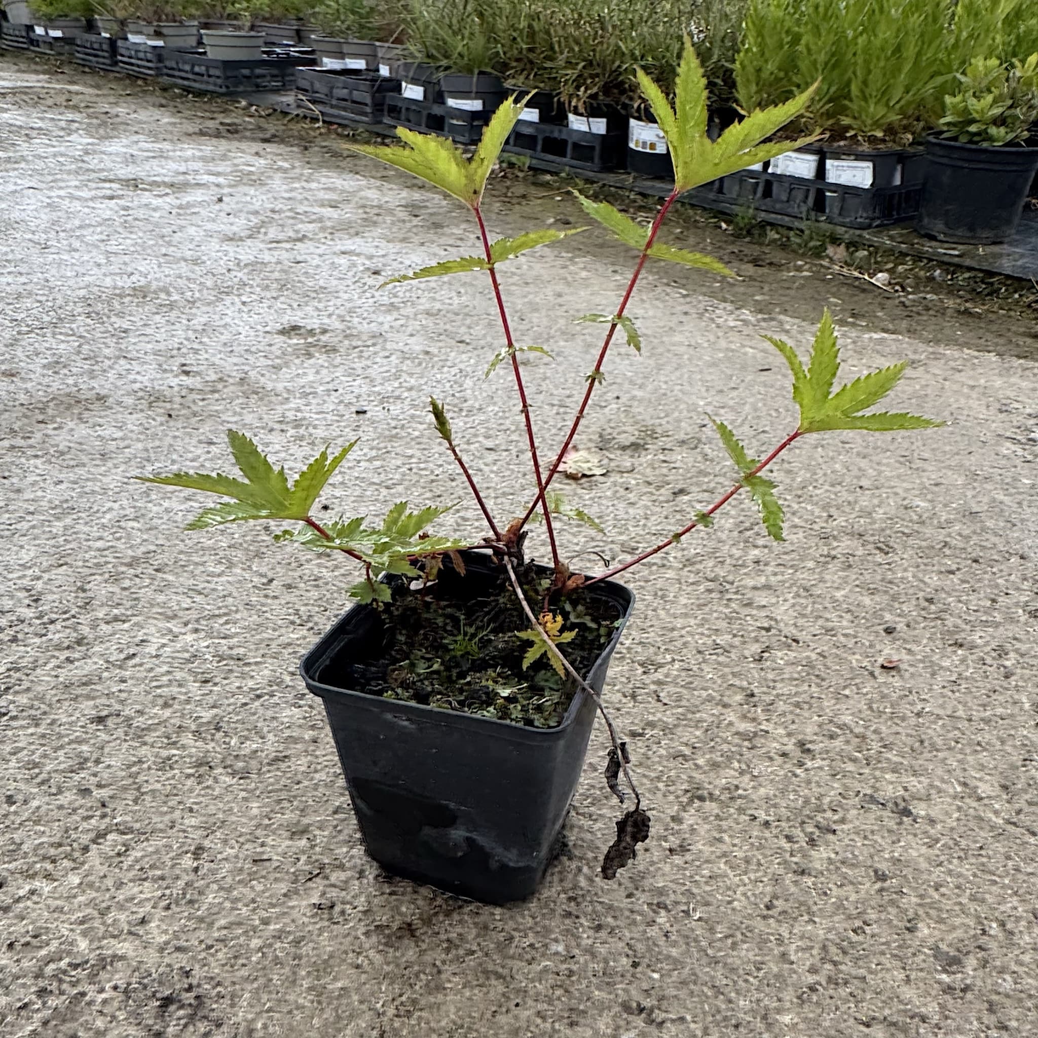 Filipendula rubra 'Venusta'