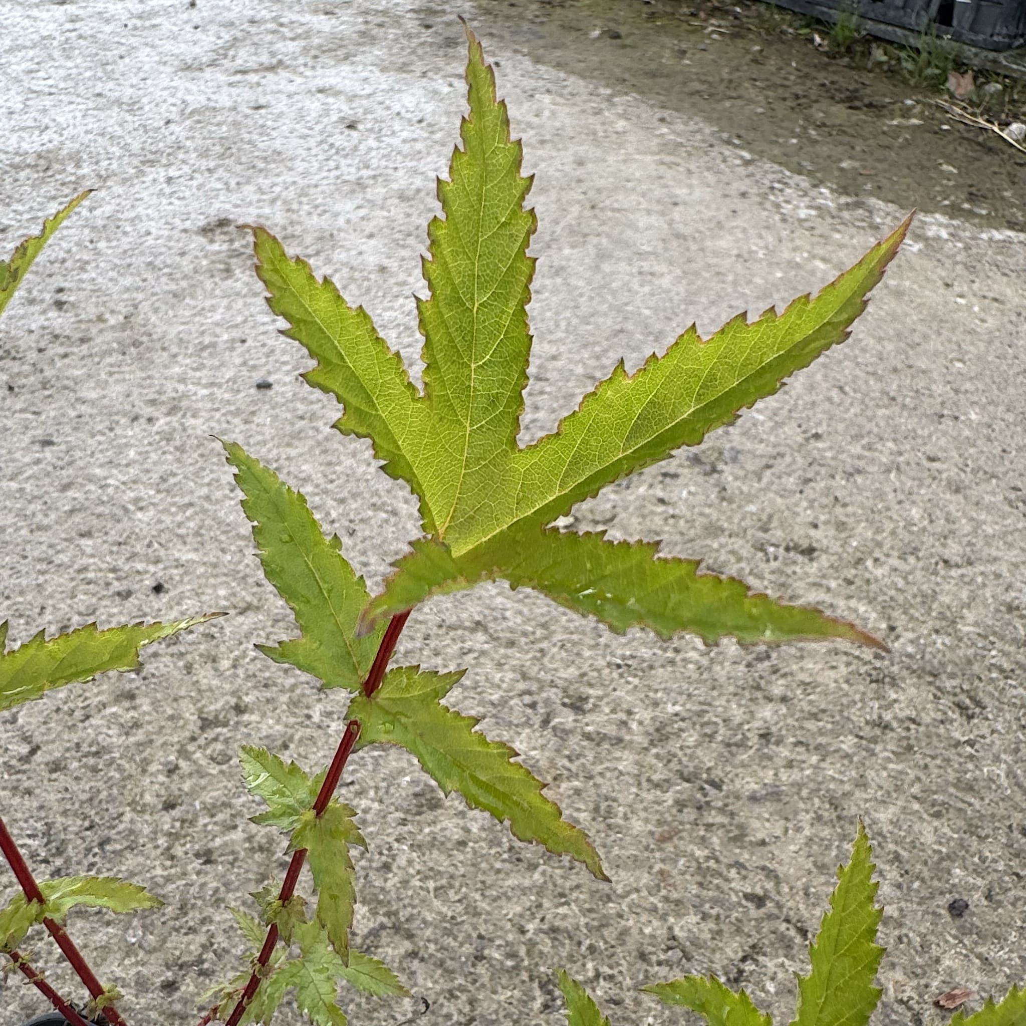 Filipendula rubra 'Venusta'