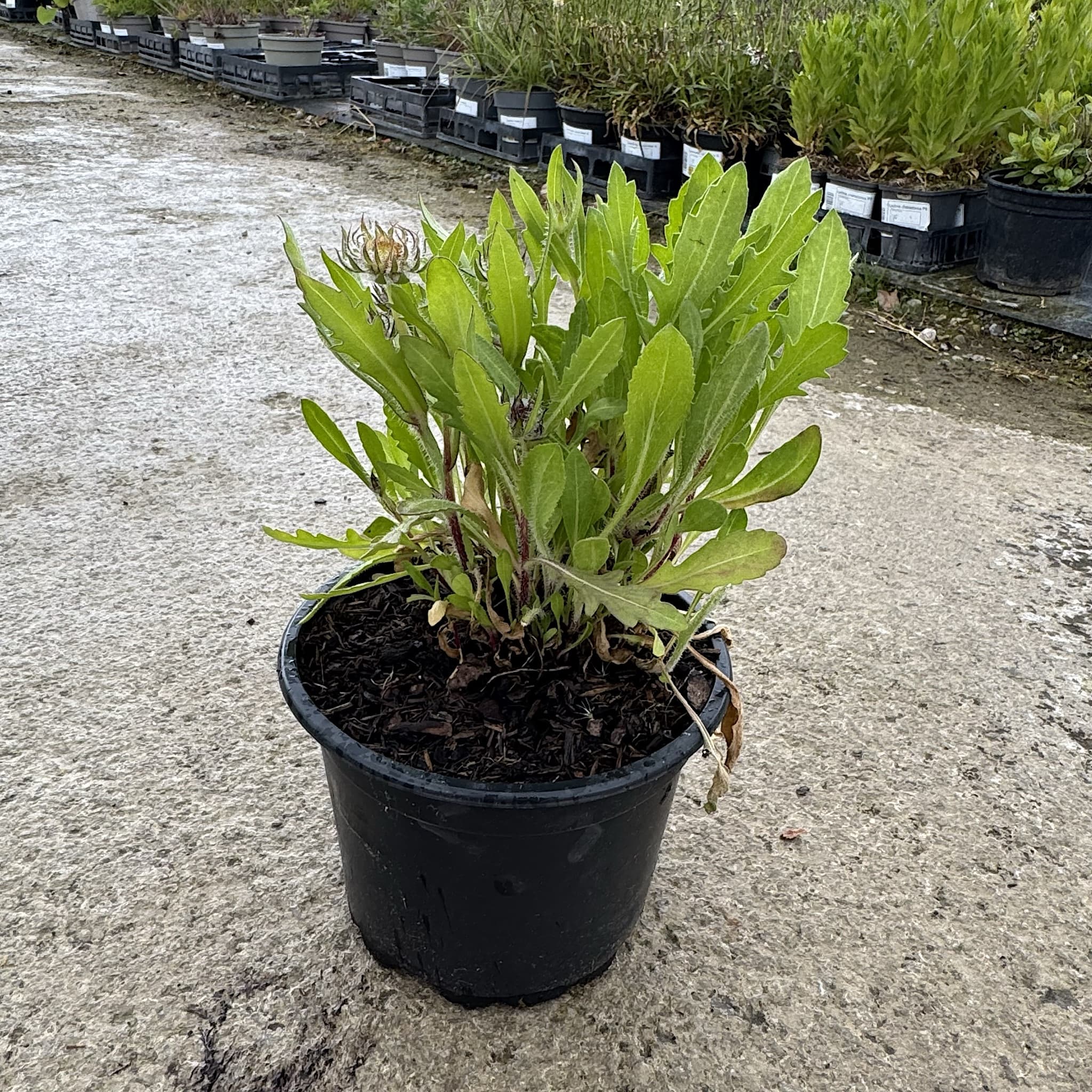 Gaillardia 'Kobold'