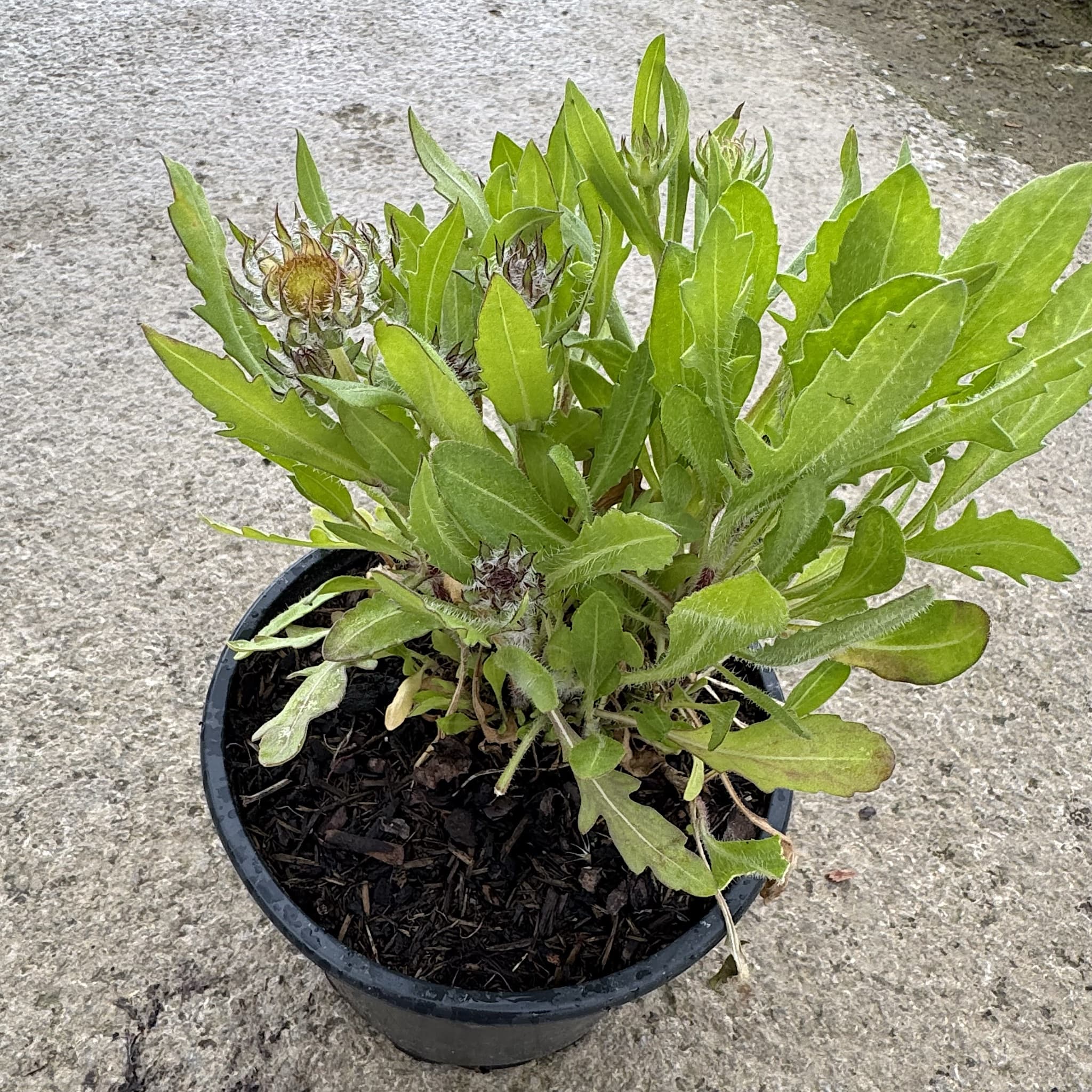 Gaillardia 'Kobold'