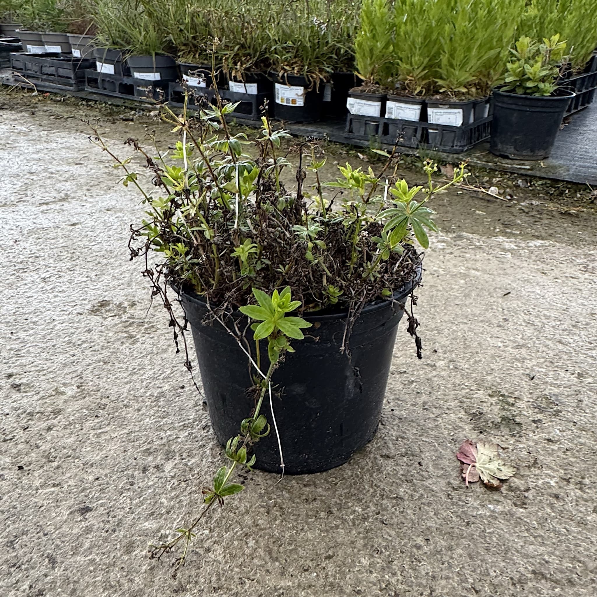 Galium odoratum