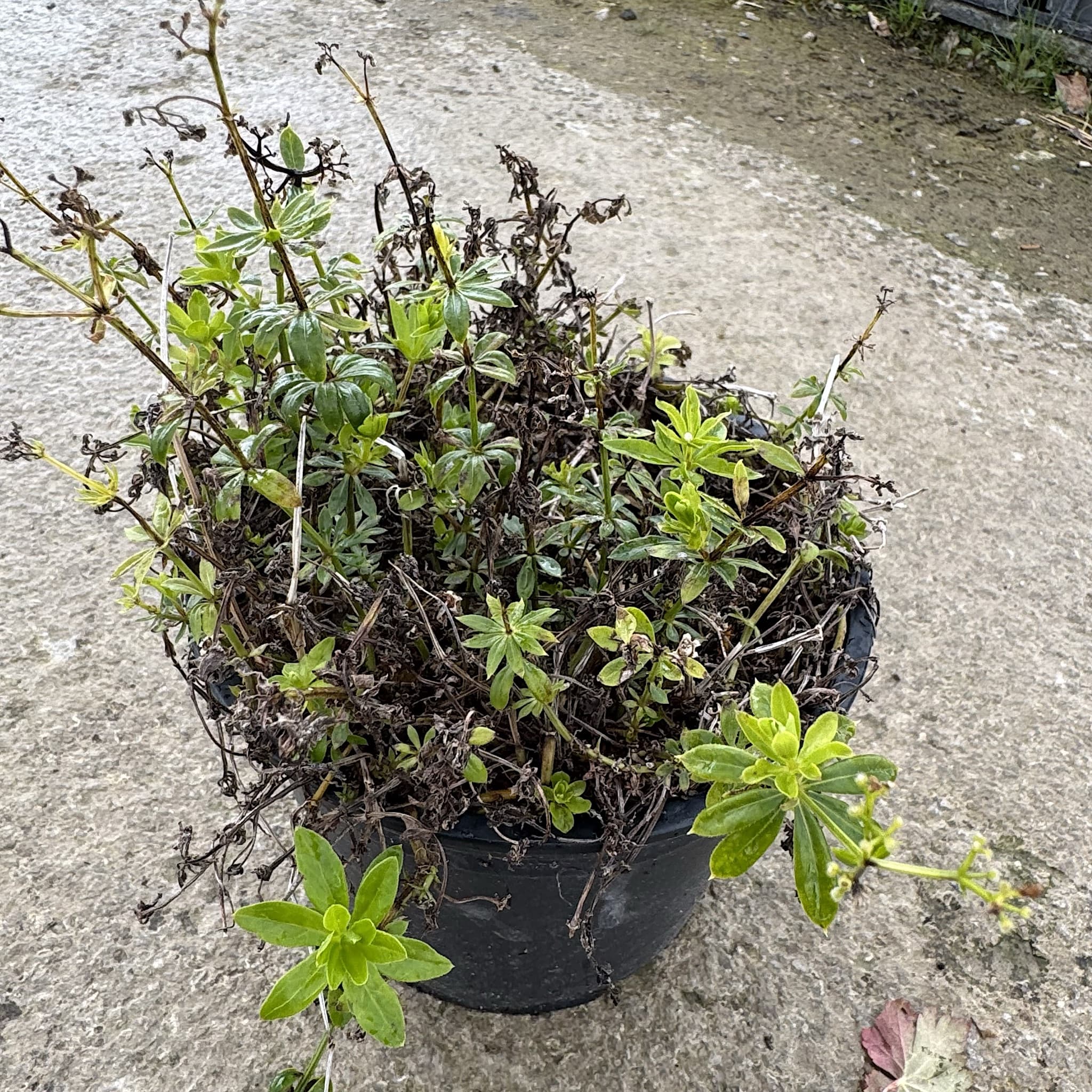 Galium odoratum