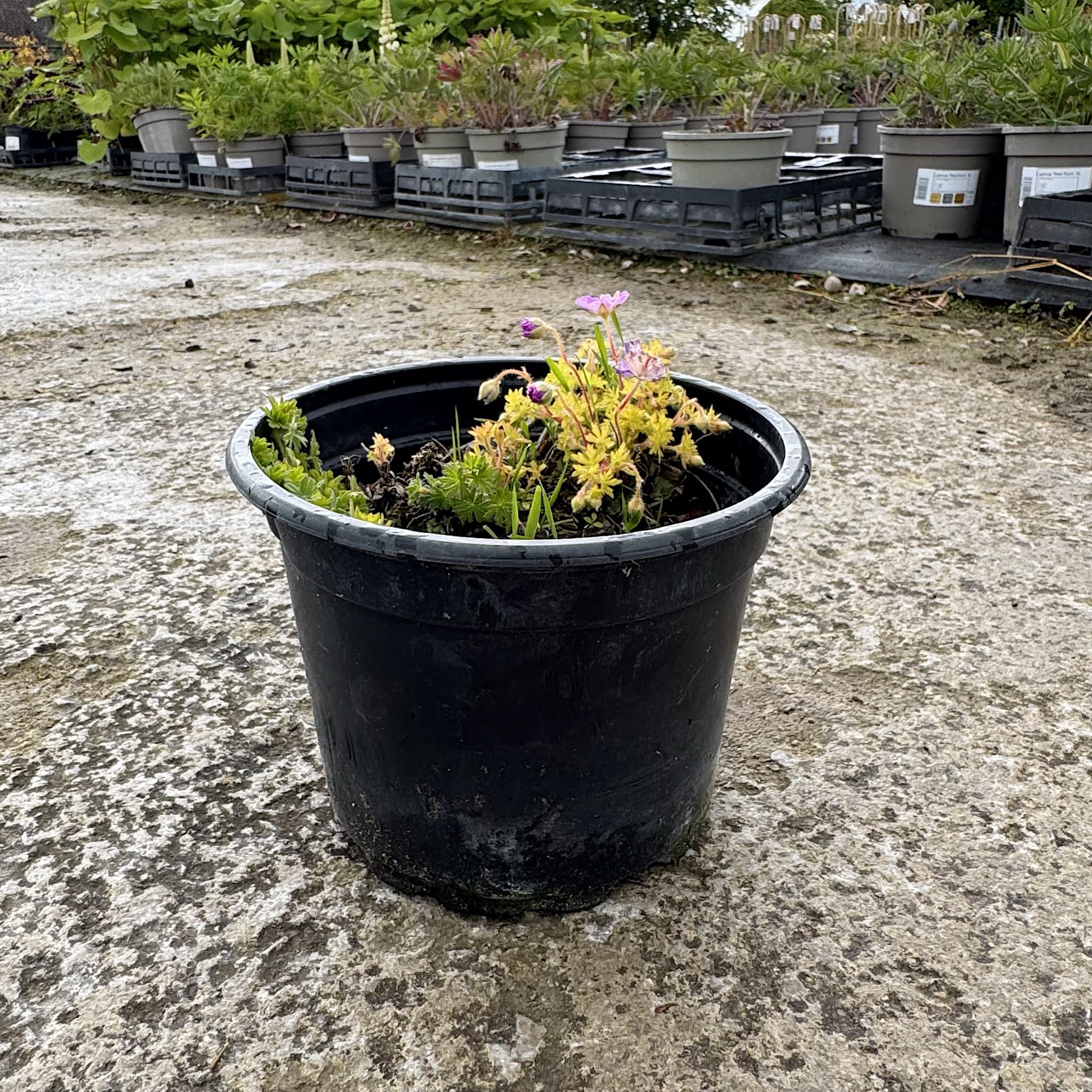 Geranium 'Ann Folkard' (Magenta Pink)