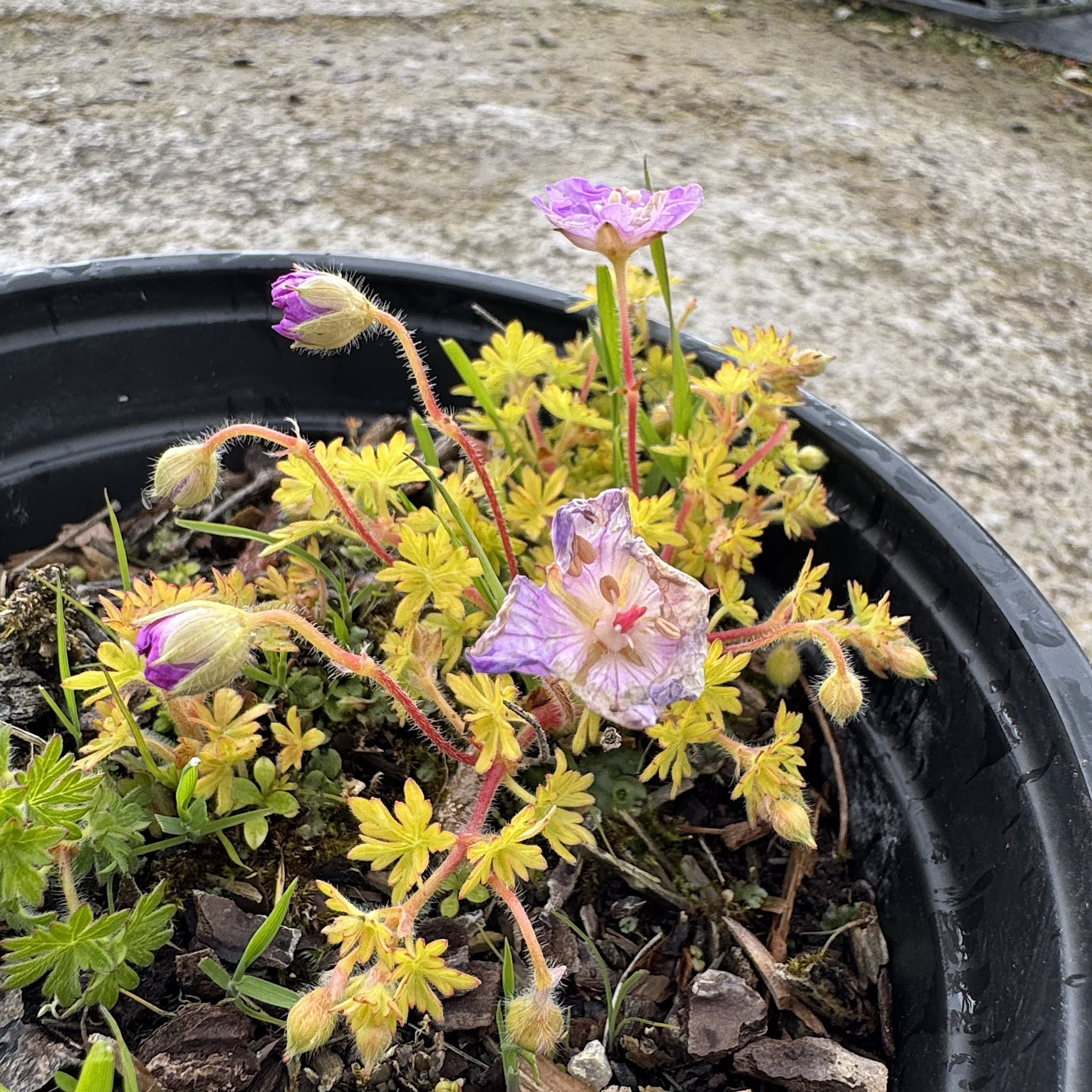 Geranium 'Ann Folkard' (Magenta Pink)