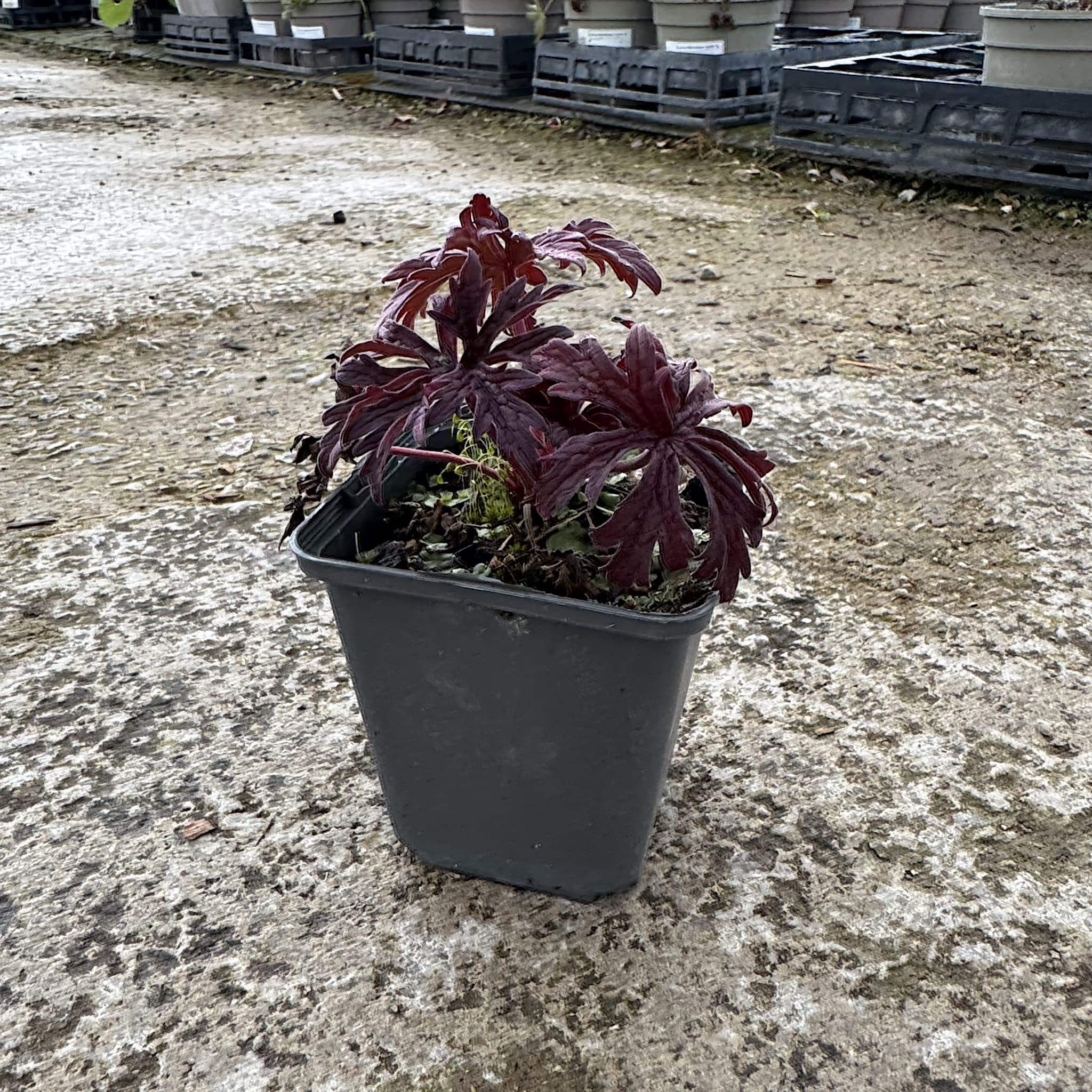 Geranium prat. 'Black n' White'