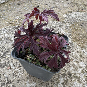 Geranium prat. 'Black n' White'