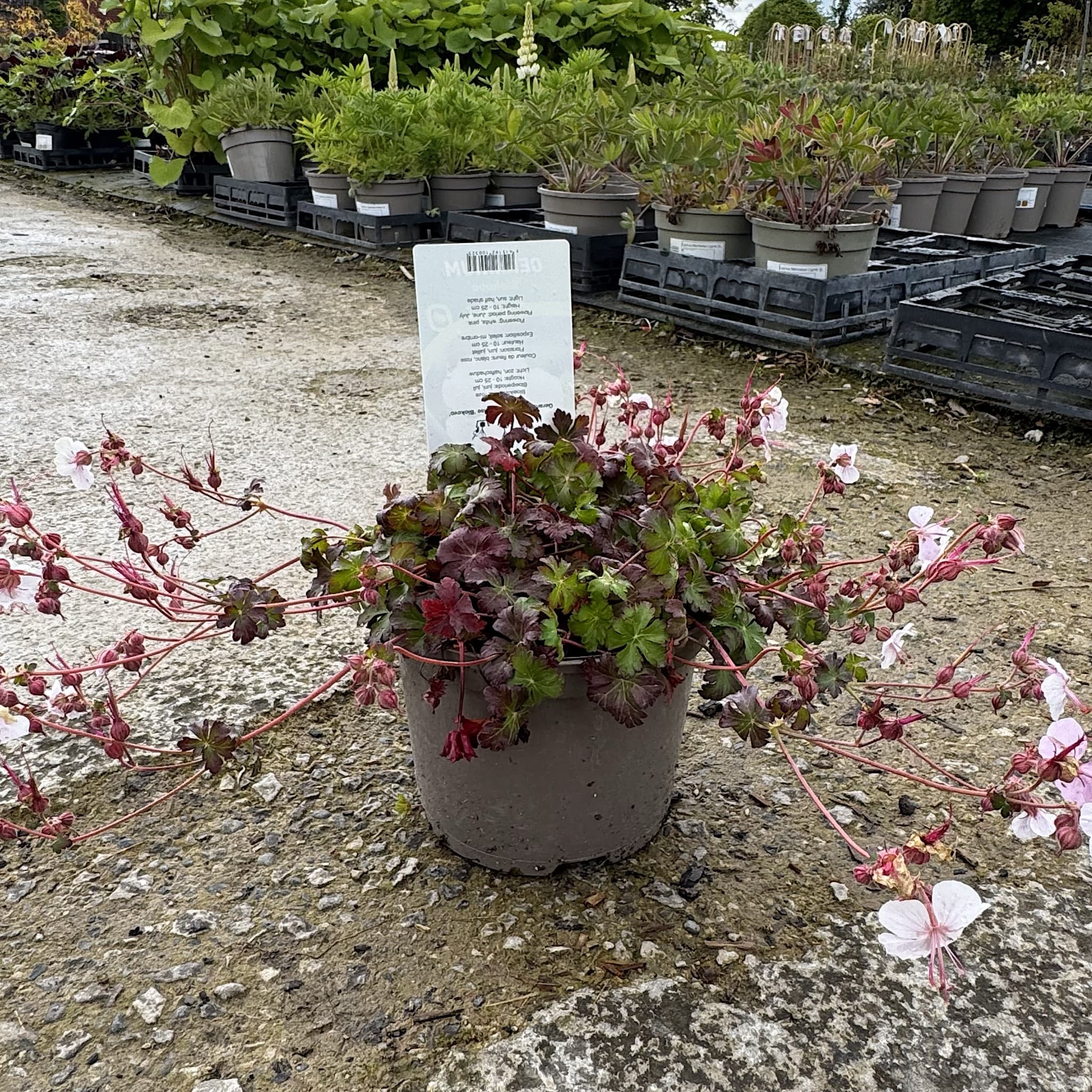 Geranium cant. 'Biokovo'