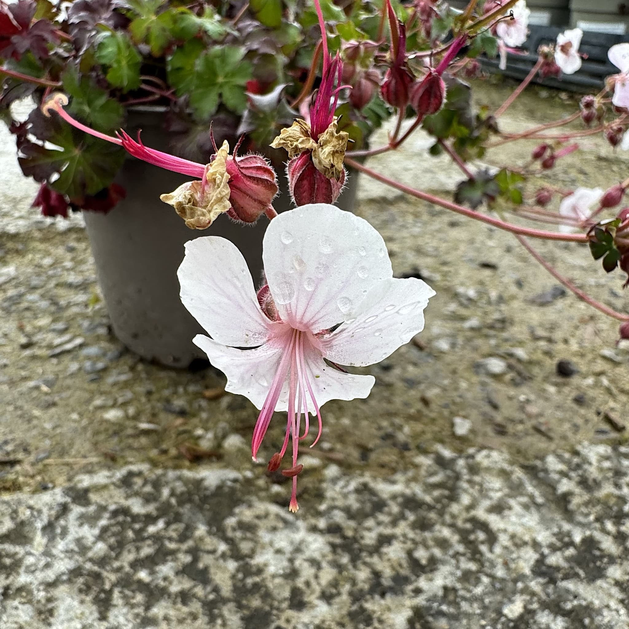 Geranium cant. 'Biokovo'