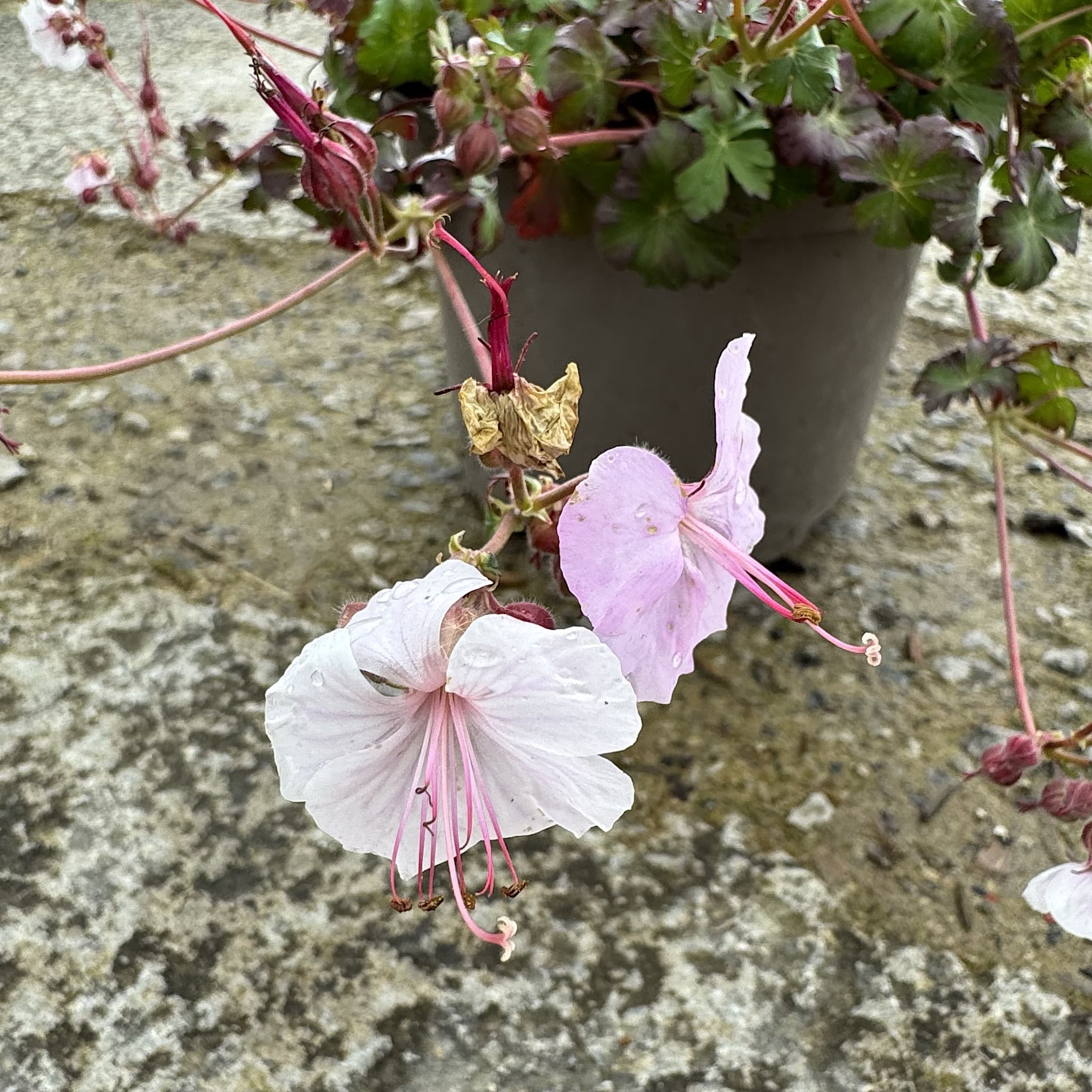 Geranium cant. 'Biokovo'